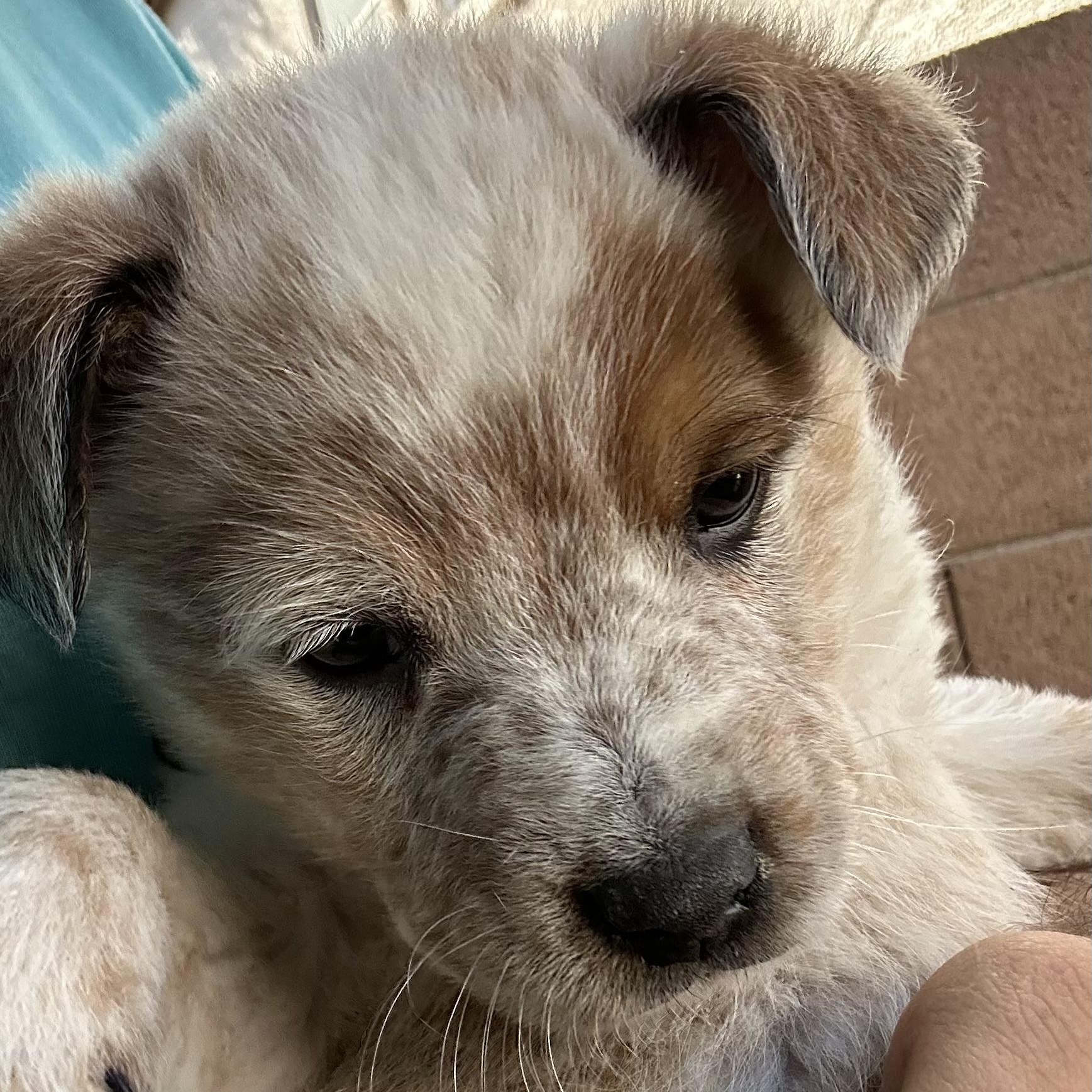 Enlarge Caspian, a ADOPTABLE mixed breed in Scottsdale, AZ image 1/4