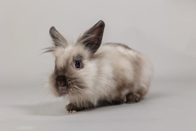 Janet, Adoptable, Adult Female Angora Rabbit.