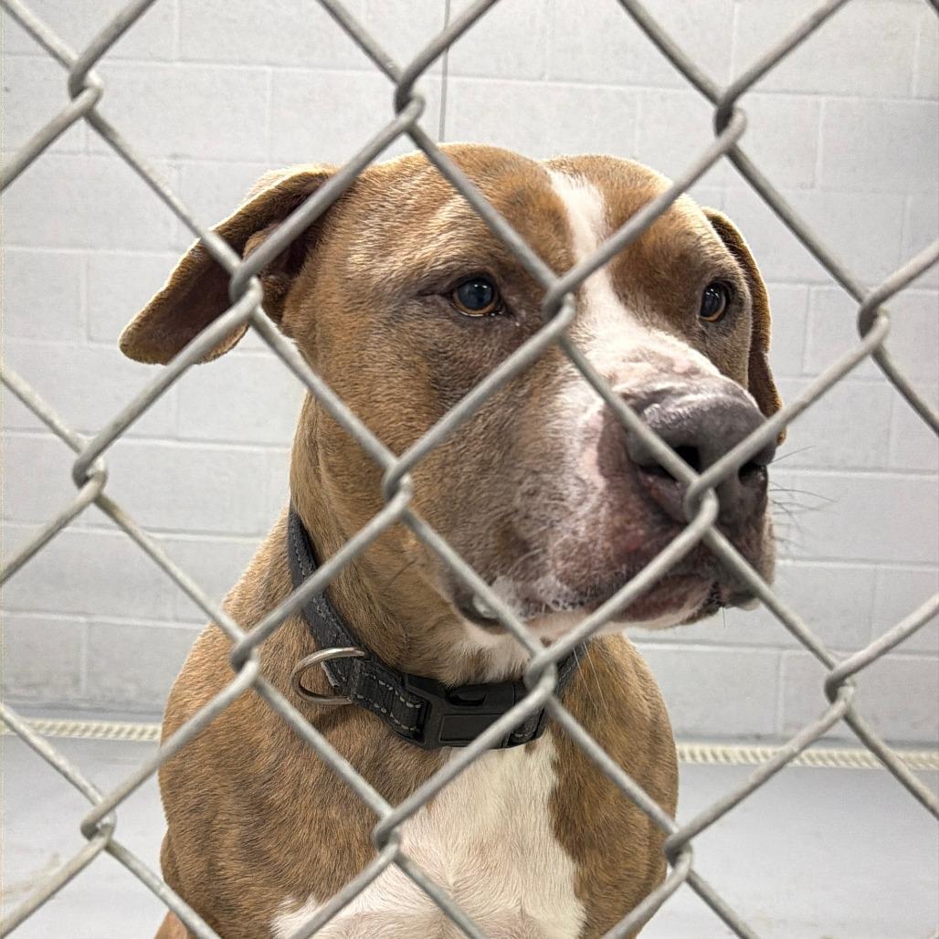 Knuckles, Adoptable, Adult Male Pit Bull Terrier & Mixed Breed.