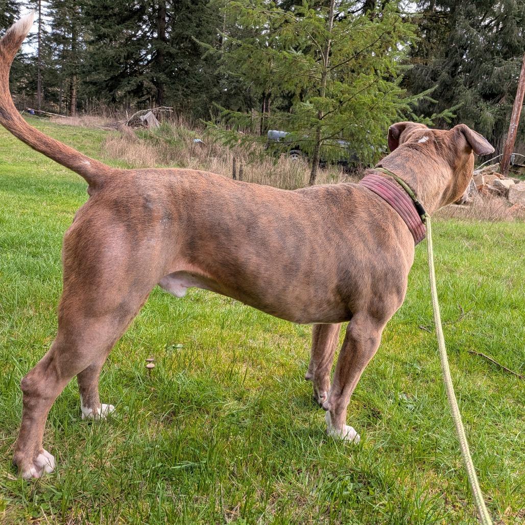 Enlarge Knuckles, a Adoptable mixed breed in Oakville, WA image 2/5