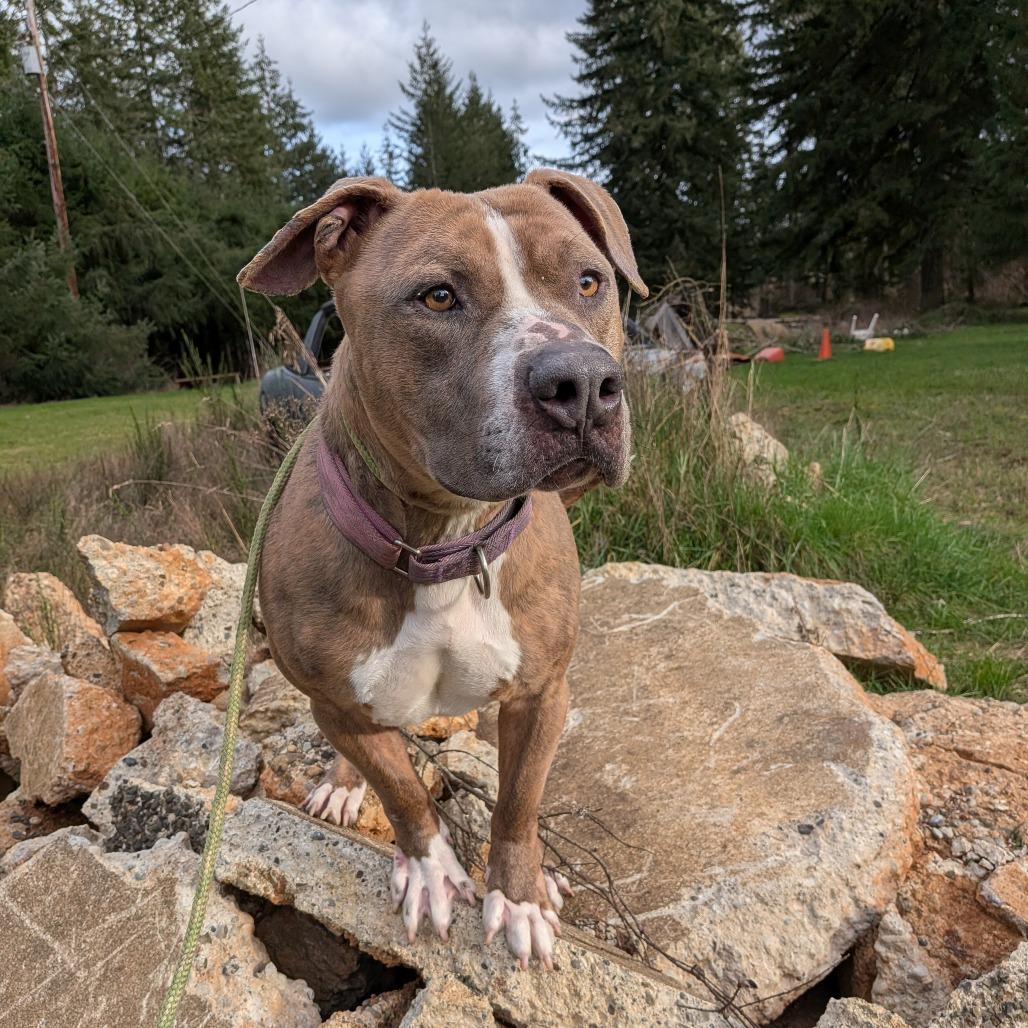 Enlarge Knuckles, a Adoptable mixed breed in Oakville, WA image 3/5
