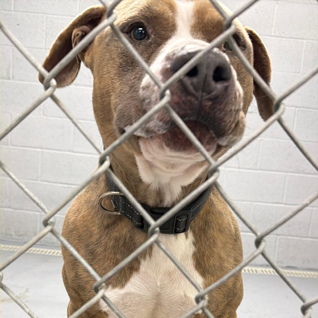 Enlarge Knuckles, a Adoptable mixed breed in Oakville, WA image 2/2