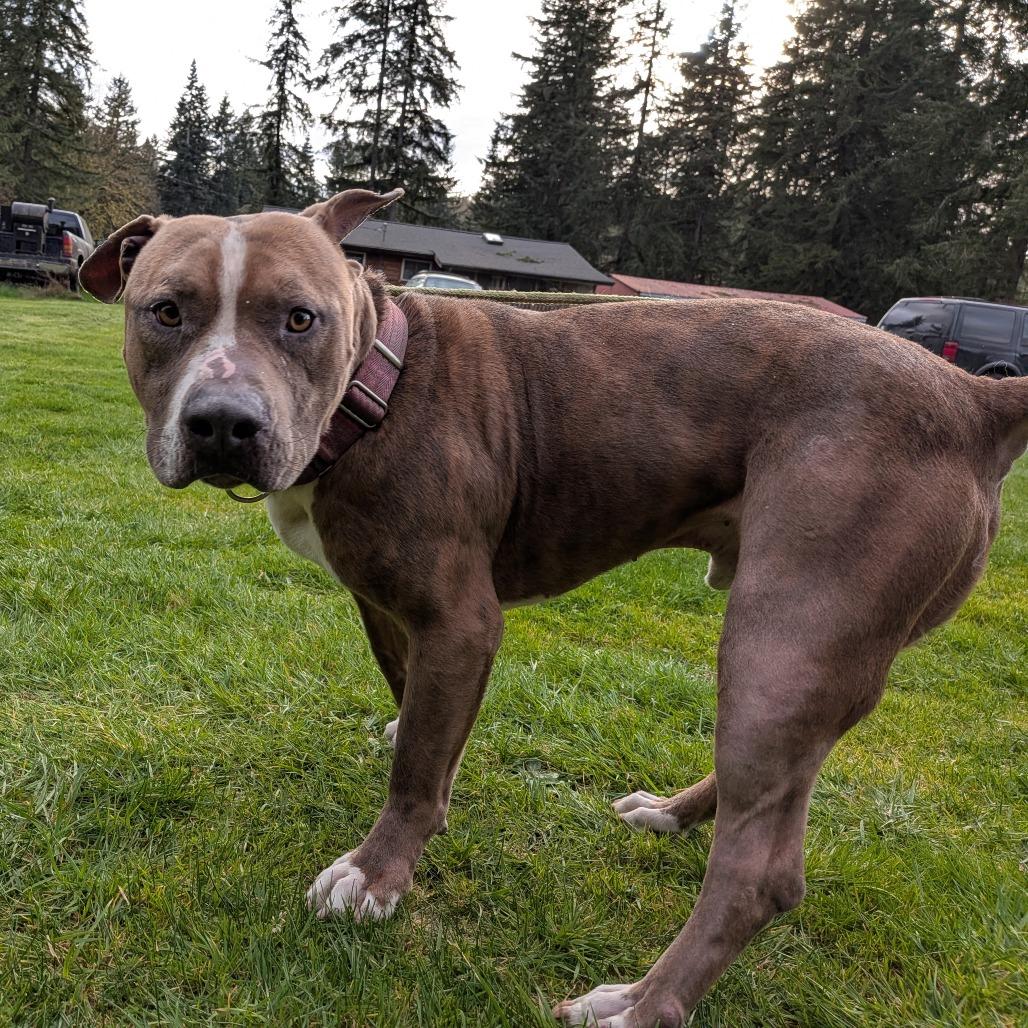 Enlarge Knuckles, a Adoptable mixed breed in Oakville, WA image 5/5