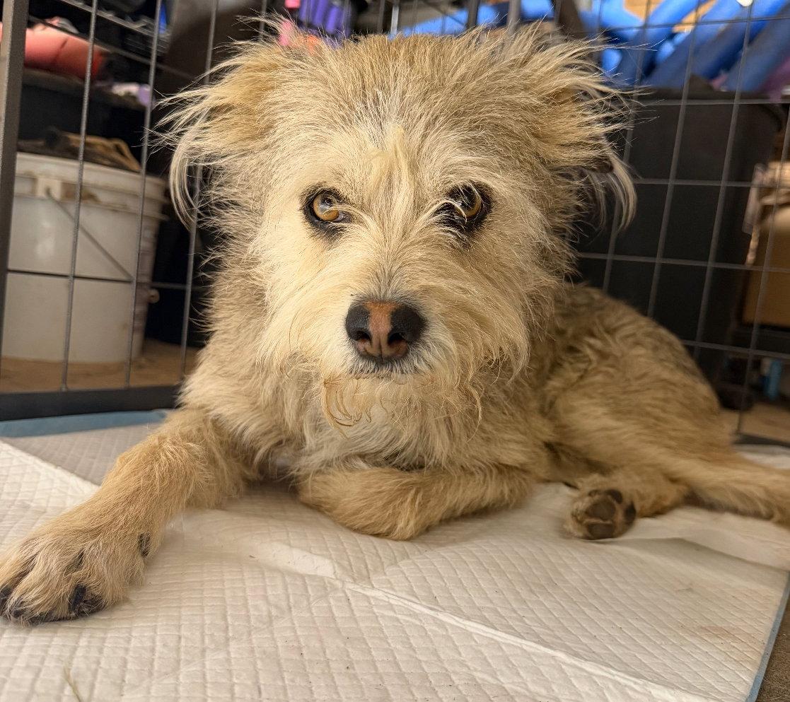 Enlarge Max - ADOPTION IN PROCESS, a Adoptable Terrier in Grafton, WI image 1/3