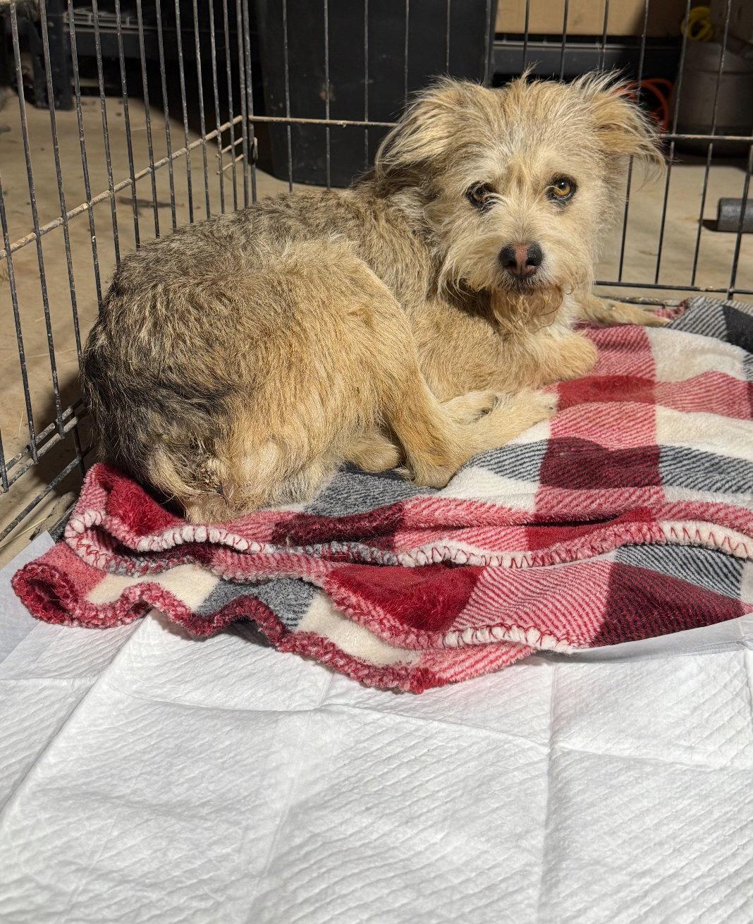 Enlarge Max - ADOPTION IN PROCESS, a Adoptable Terrier in Grafton, WI image 2/3