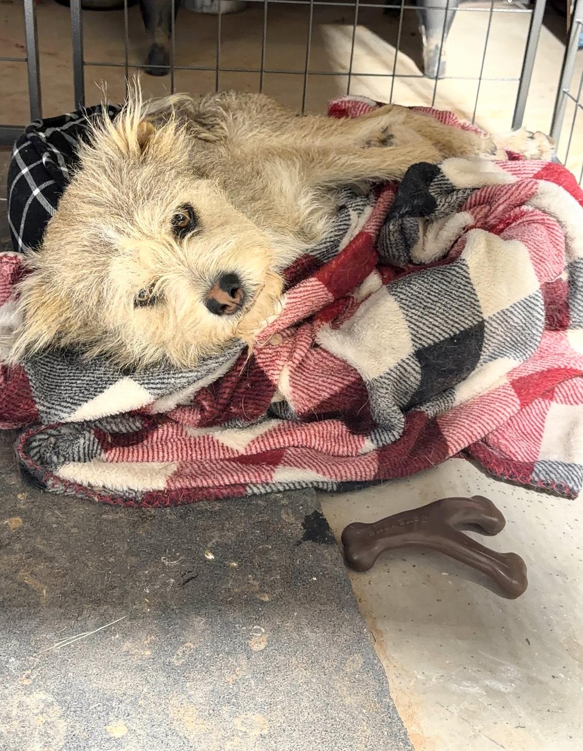 Enlarge Max - ADOPTION IN PROCESS, a Adoptable Terrier in Grafton, WI image 3/3