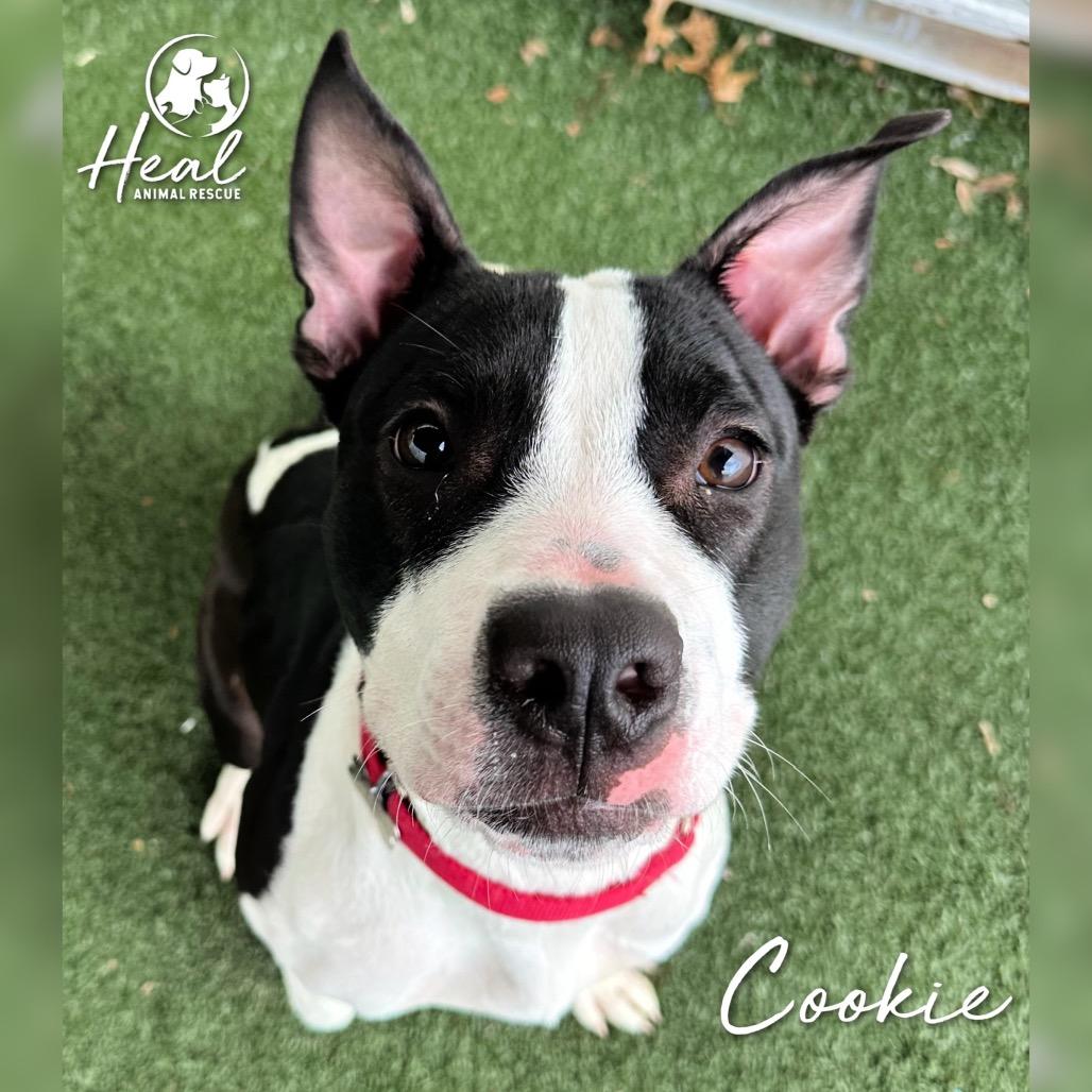 Enlarge Cookie, a Adoptable Pit Bull Terrier in Youngwood, PA image 1/2