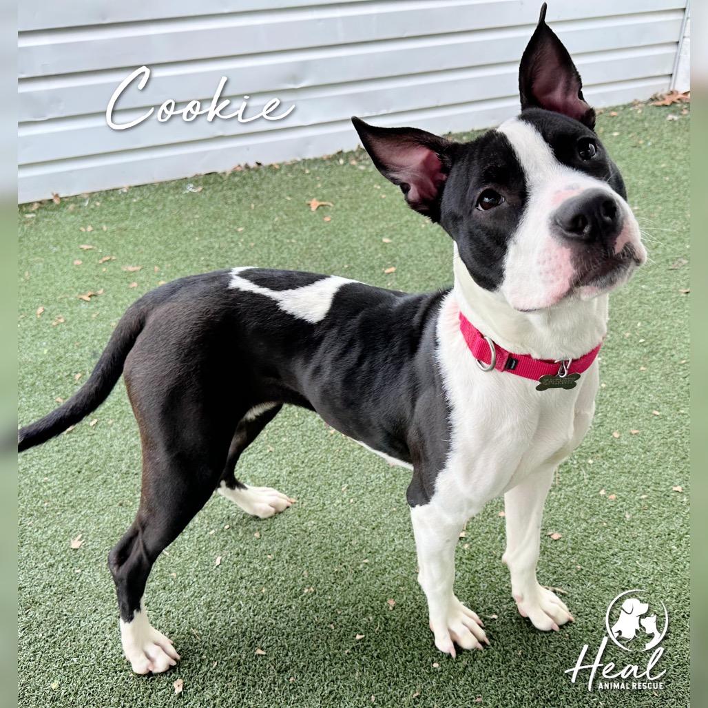 Enlarge Cookie, a Adoptable Pit Bull Terrier in Youngwood, PA image 2/2