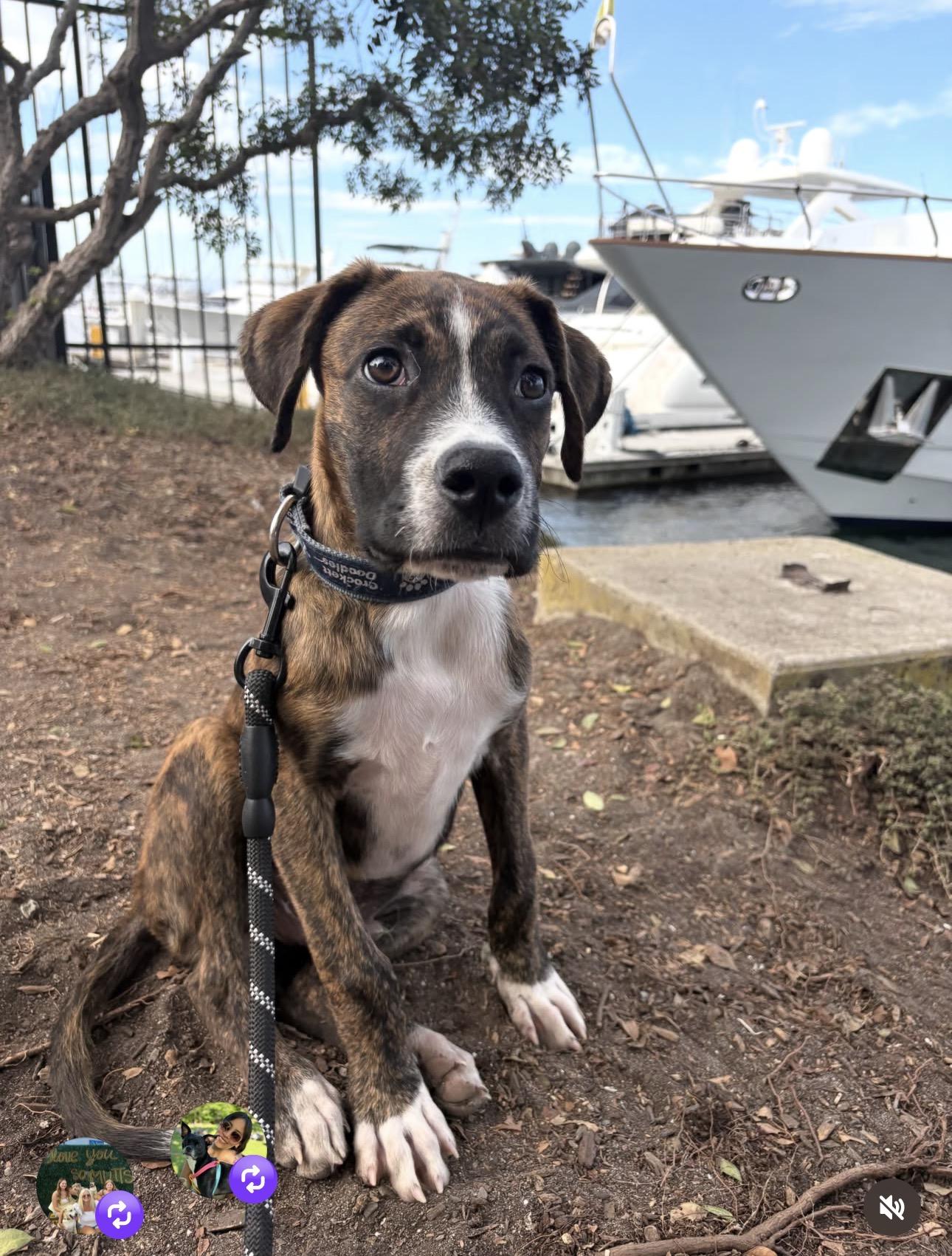 Enlarge LiAM, a ADOPTABLE mixed breed in Carlsbad, CA image 4/6