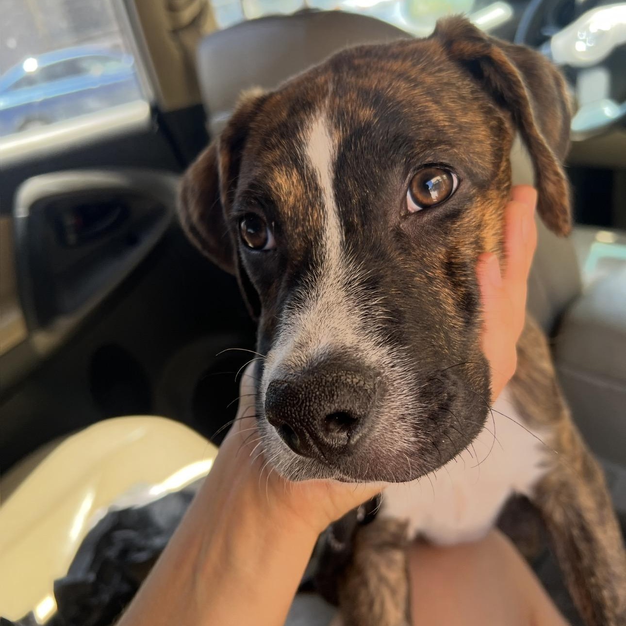 LiAM, ADOPTABLE, Puppy Male Boxer & American Staffordshire Terrier.