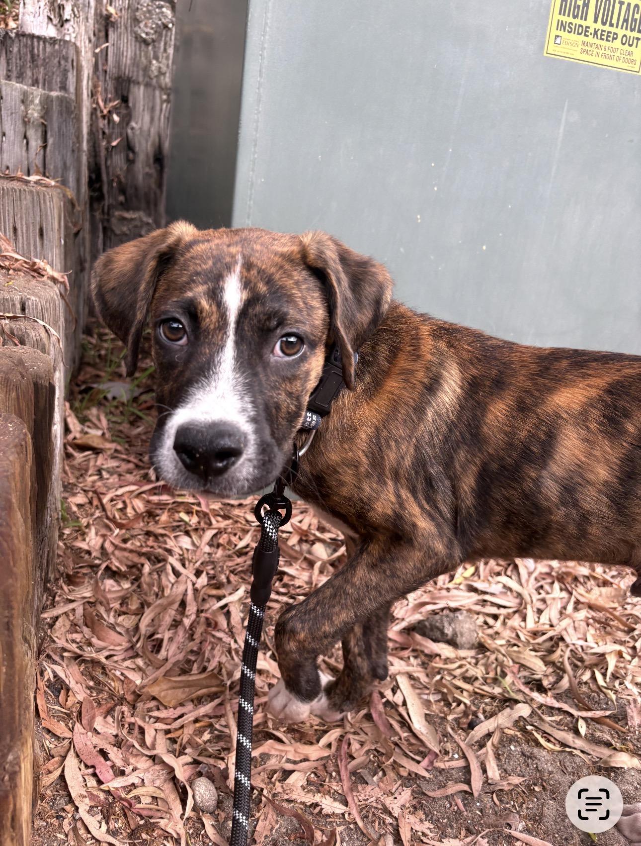 Enlarge LiAM, a ADOPTABLE mixed breed in Carlsbad, CA image 5/6