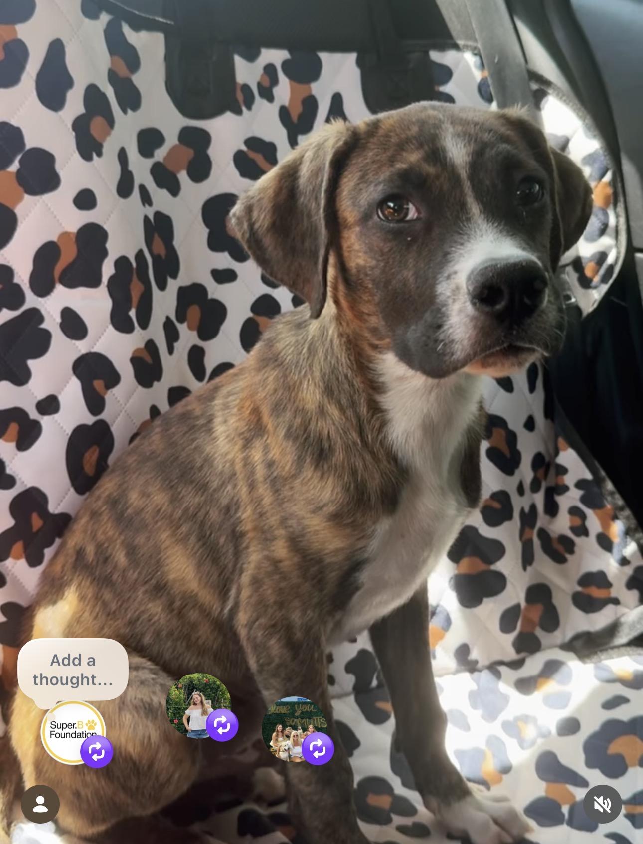 Enlarge LiAM, a ADOPTABLE mixed breed in Carlsbad, CA image 3/6