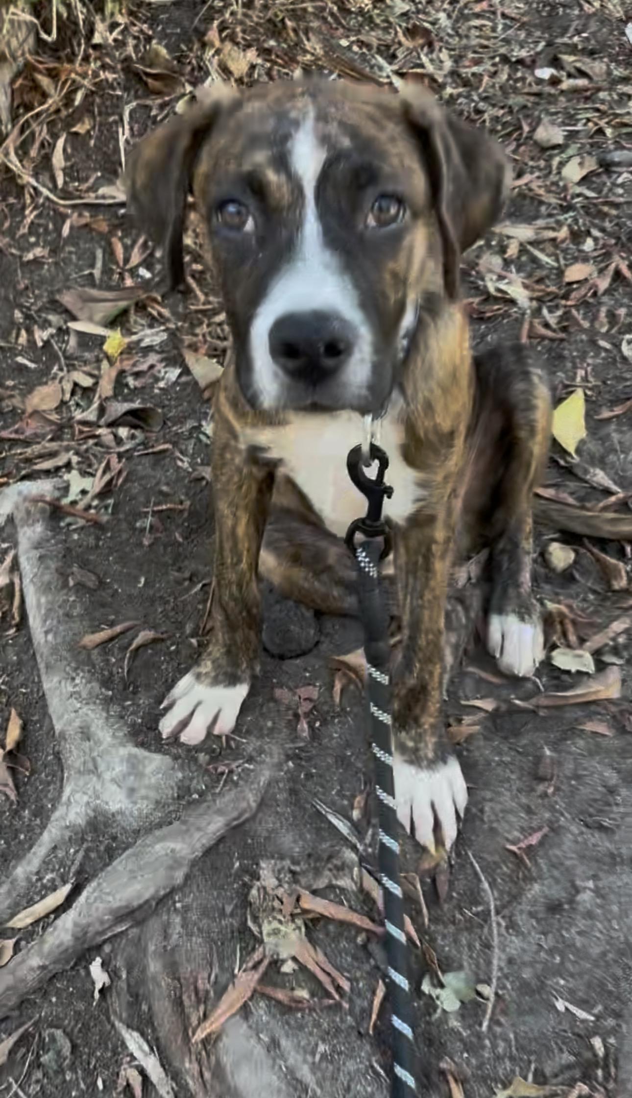 Enlarge LiAM, a ADOPTABLE mixed breed in Carlsbad, CA image 6/6