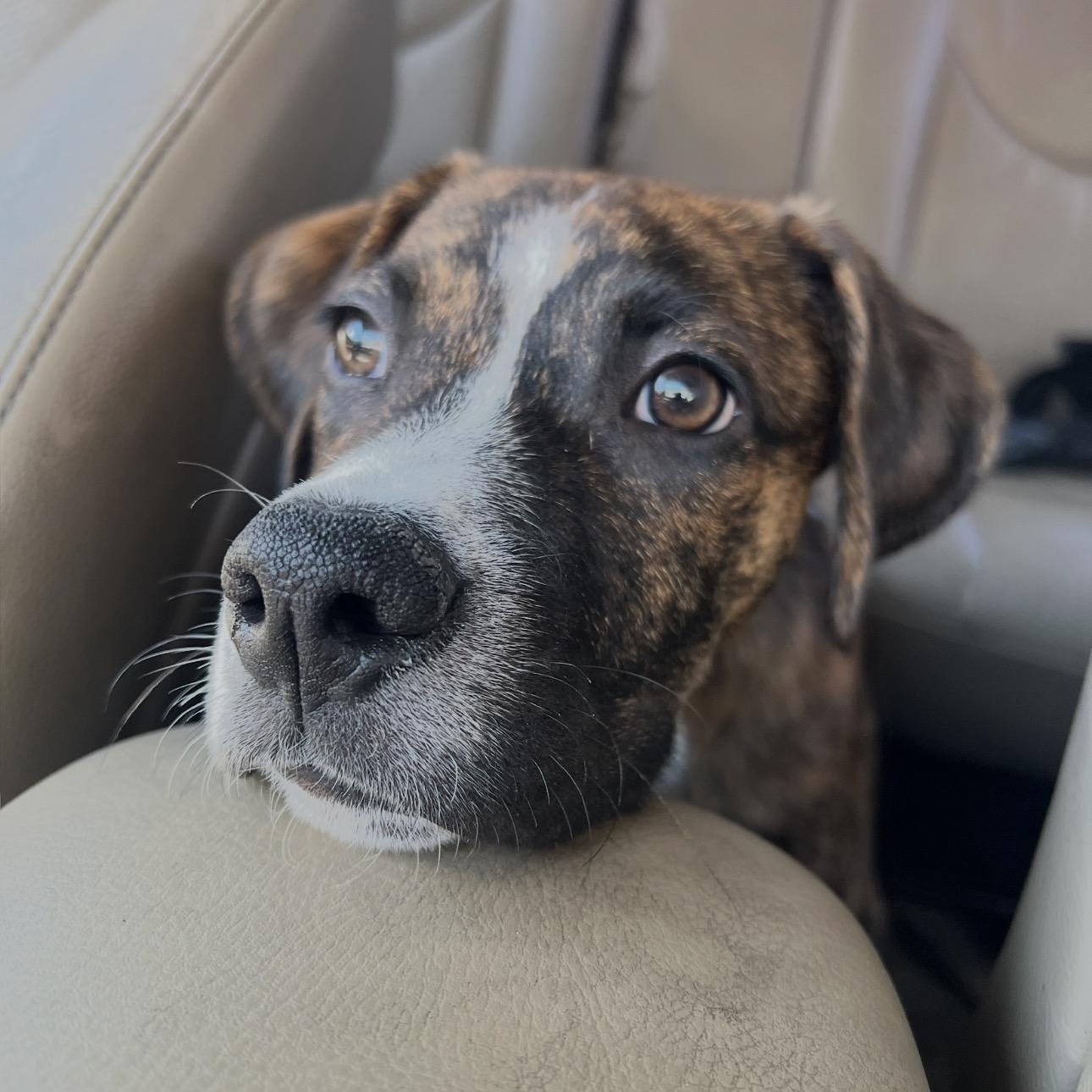 Enlarge LiAM, a ADOPTABLE mixed breed in Carlsbad, CA image 2/6