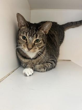 Lyric, Adoptable, Adult Female Domestic Short Hair & Domestic Short Hair.
