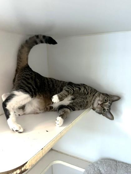 Enlarge Lyric, a Adoptable mixed breed in Palm Coast, FL image 2/3
