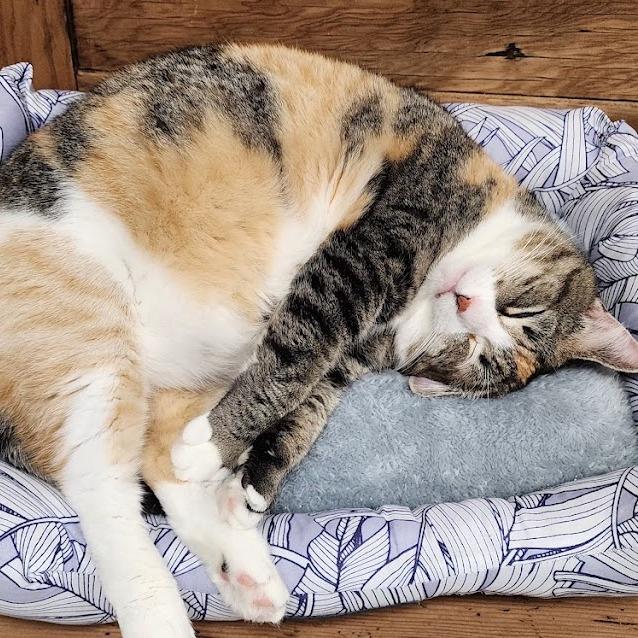 Enlarge Amanda, a Adoptable American Shorthair in Kennett Square, PA image 1/5