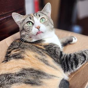 Enlarge Amanda, a Adoptable American Shorthair in Kennett Square, PA image 2/5