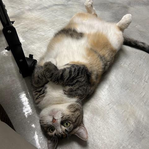 Enlarge Amanda, a Adoptable American Shorthair in Kennett Square, PA image 3/5