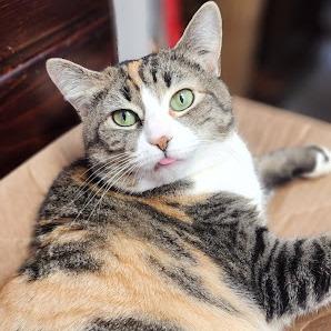 Enlarge Amanda, a Adoptable American Shorthair in Kennett Square, PA image 4/5