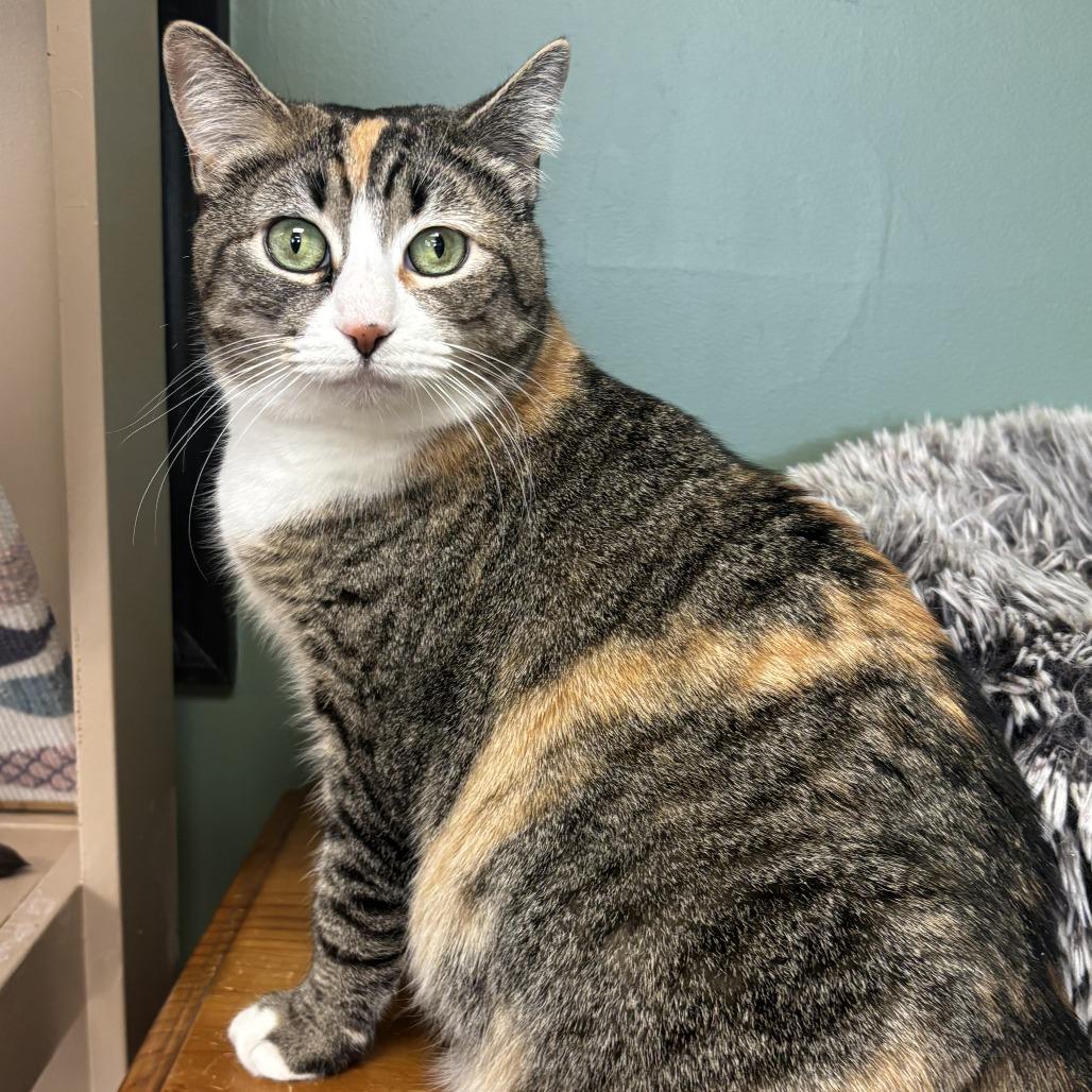 Amanda, Adoptable, Adult Female American Shorthair.