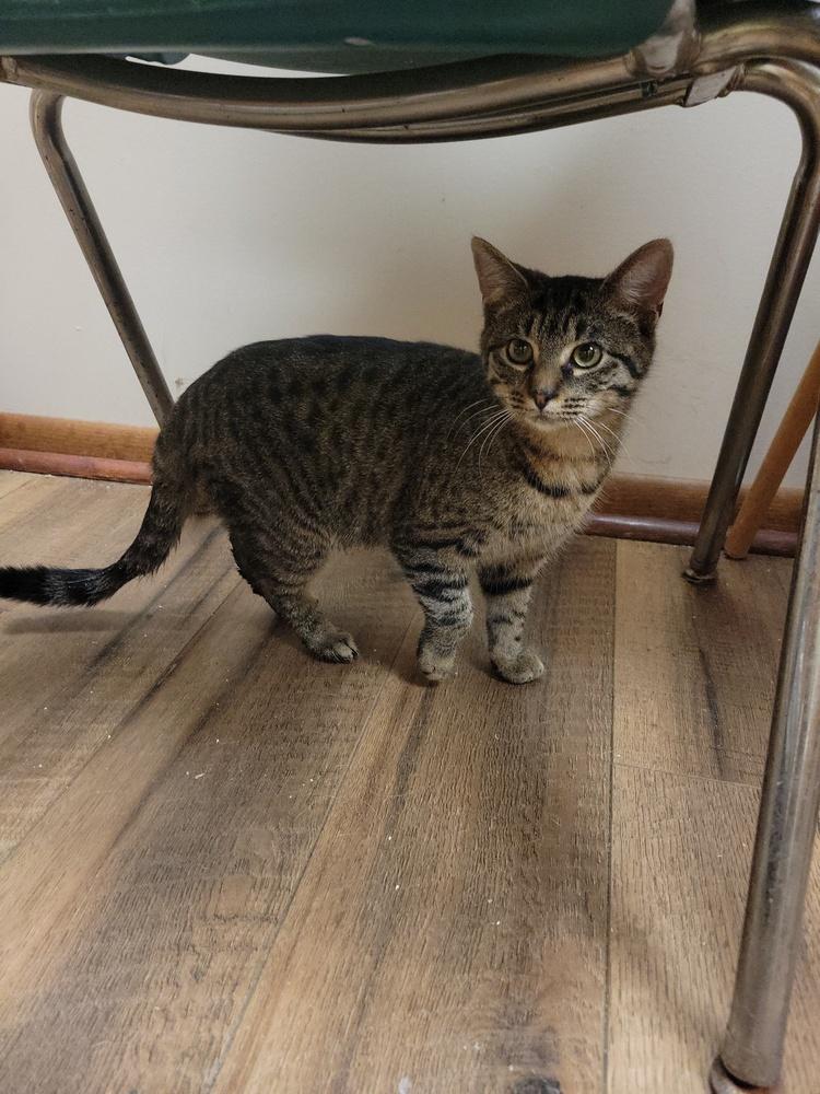 Enlarge Louise, a Adoptable Domestic Short Hair in Lorain, OH image 2/5