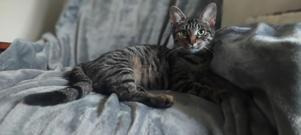 Enlarge Louise, a Adoptable Domestic Short Hair in Lorain, OH image 3/5