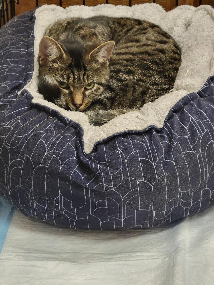 Enlarge Louise, a Adoptable Domestic Short Hair in Lorain, OH image 4/5