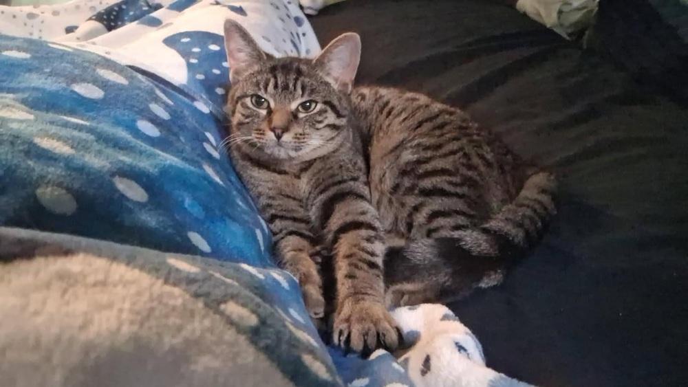 Enlarge Louise, a Adoptable Domestic Short Hair in Lorain, OH image 5/5