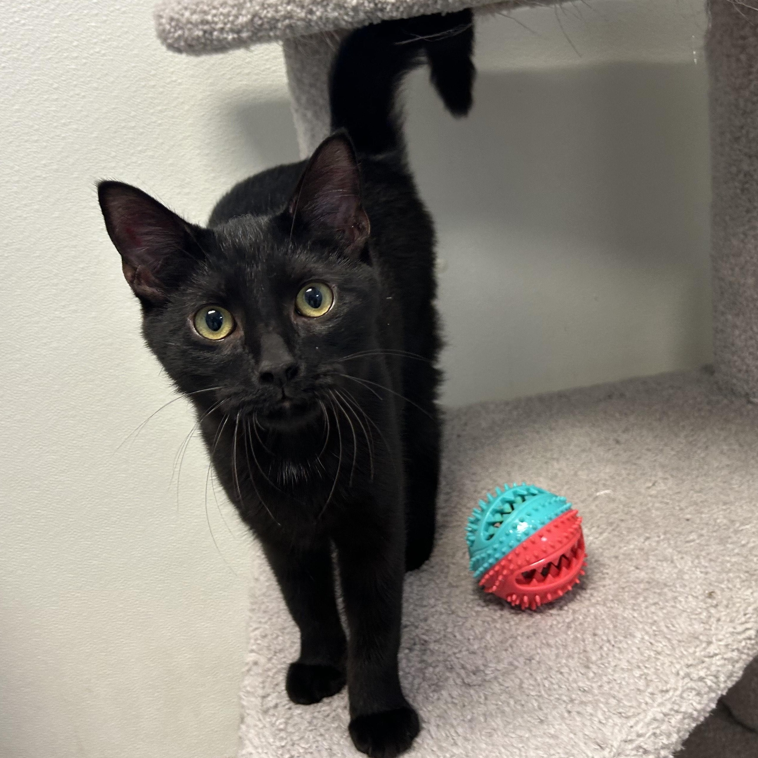 ^SPARROW, Adoptable, Young Male Domestic Medium Hair & Domestic Short Hair.