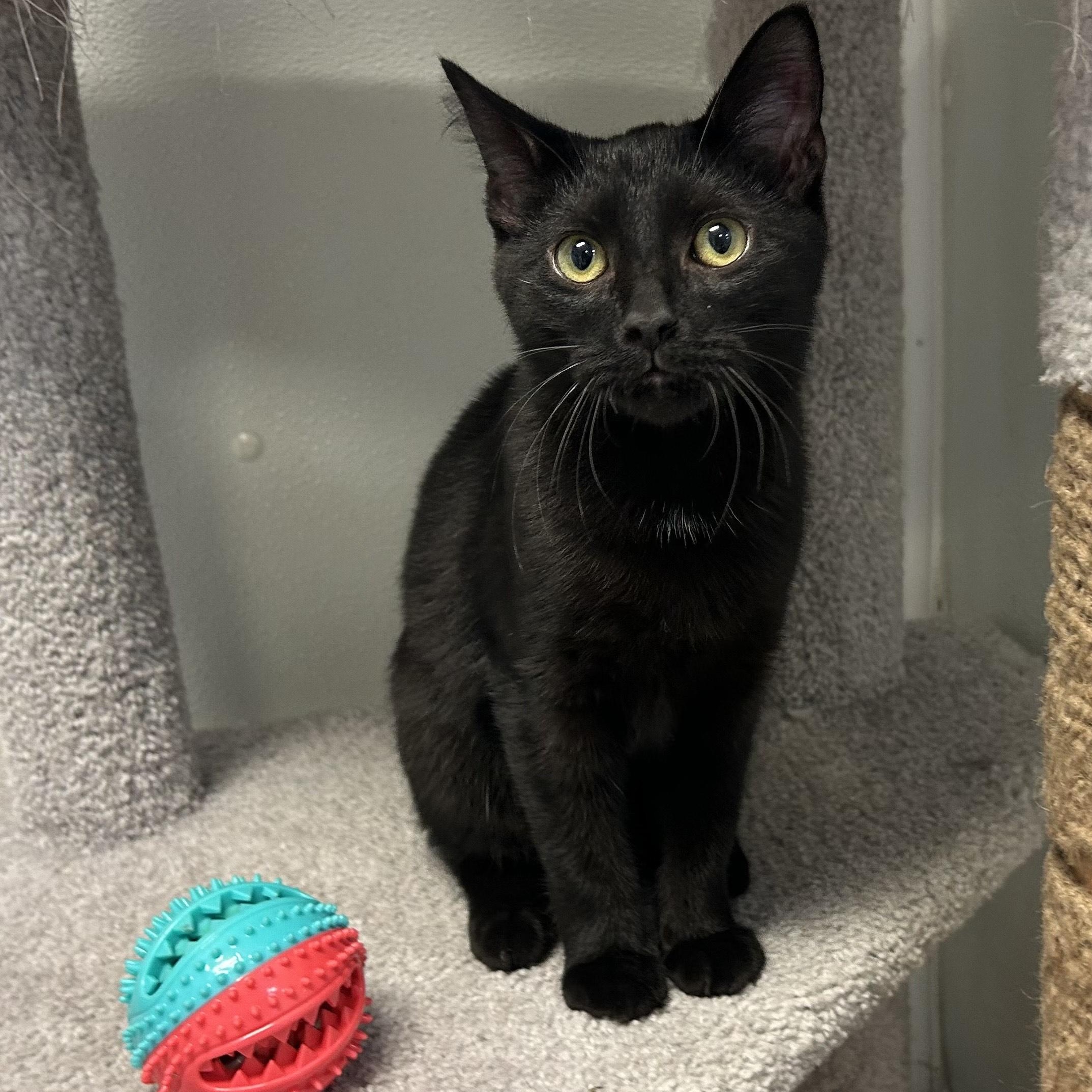 Enlarge ^SPARROW, a Adoptable mixed breed in Wilmington, OH image 3/3