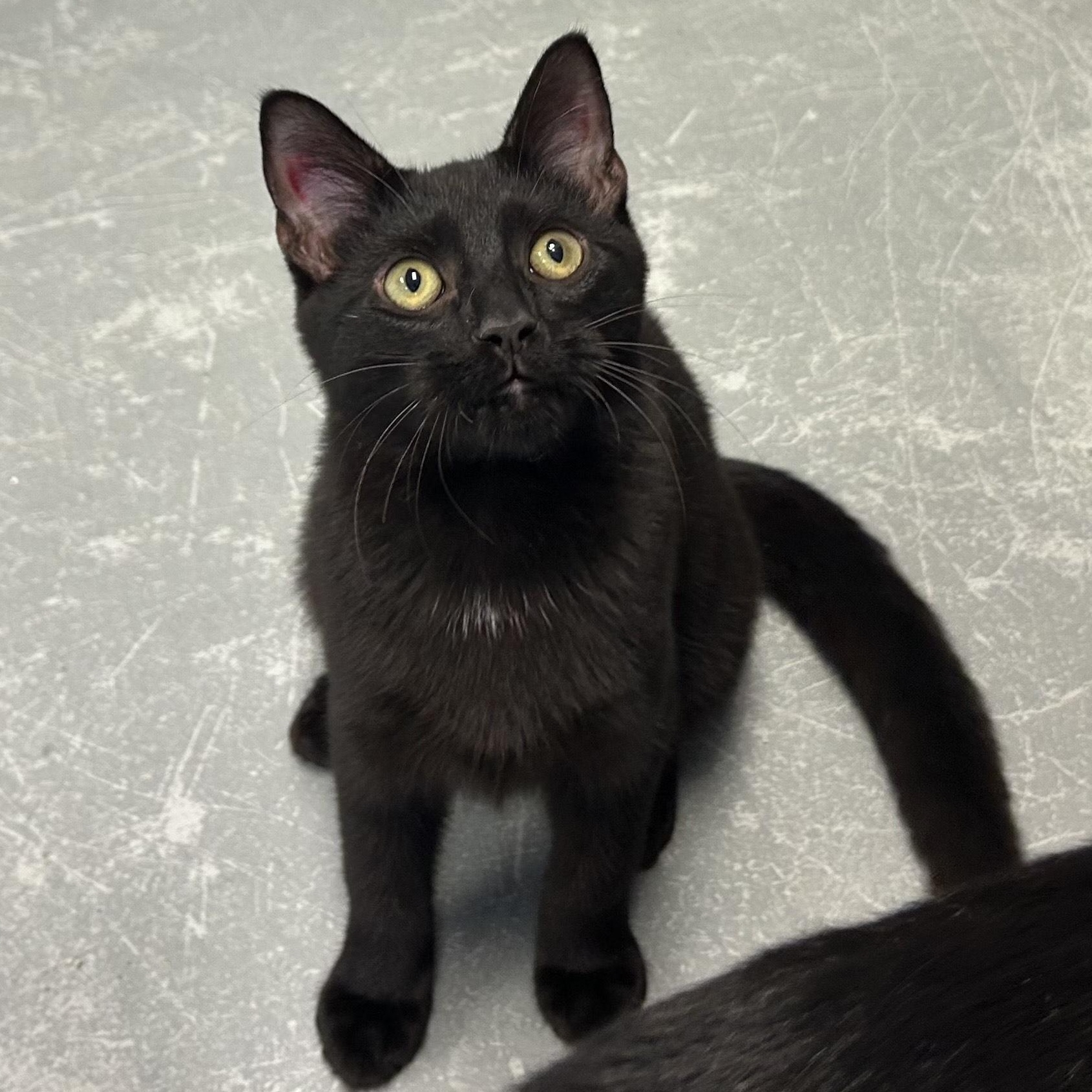 Enlarge ^SPARROW, a Adoptable mixed breed in Wilmington, OH image 2/3