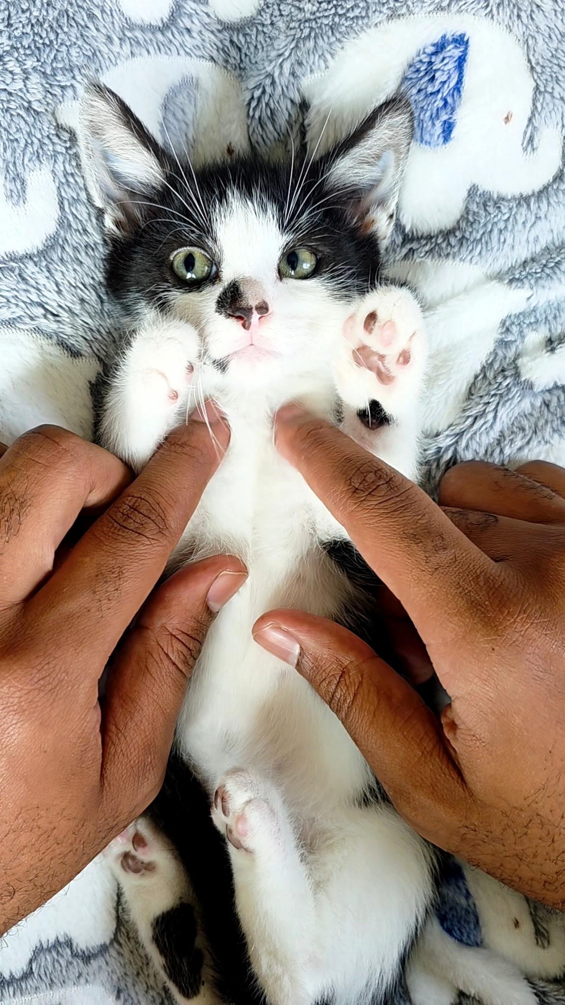 Tillie & Tyde, a ADOPTABLE Domestic Short Hair in Beltsville, MD image 4/6