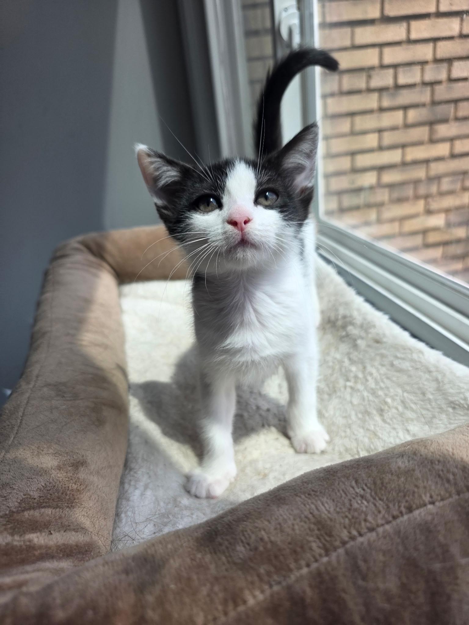 Tillie & Tyde, a ADOPTABLE Domestic Short Hair in Beltsville, MD image 5/6