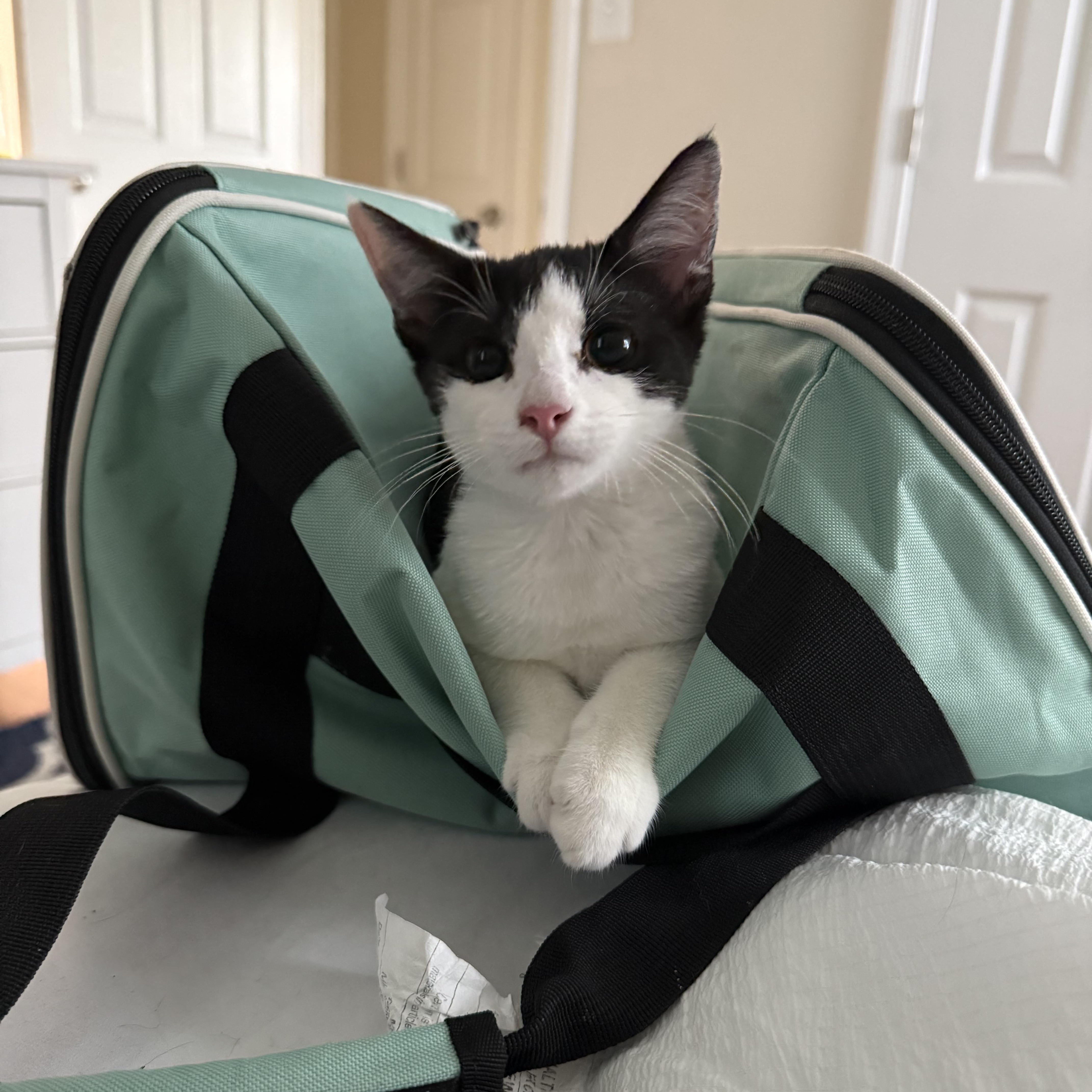 Enlarge Tillie & Tyde, a Adoptable Domestic Short Hair in Beltsville, MD image 4/6