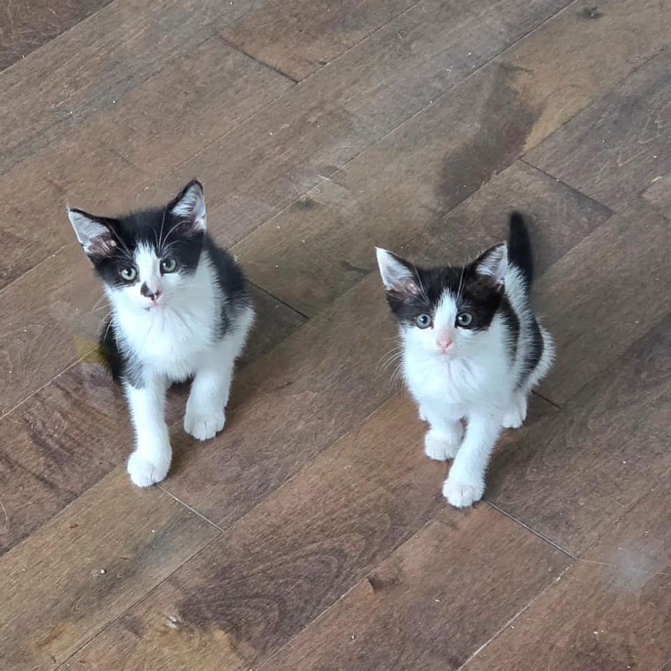 Tillie & Tyde, a ADOPTABLE Domestic Short Hair in Beltsville, MD image 2/6