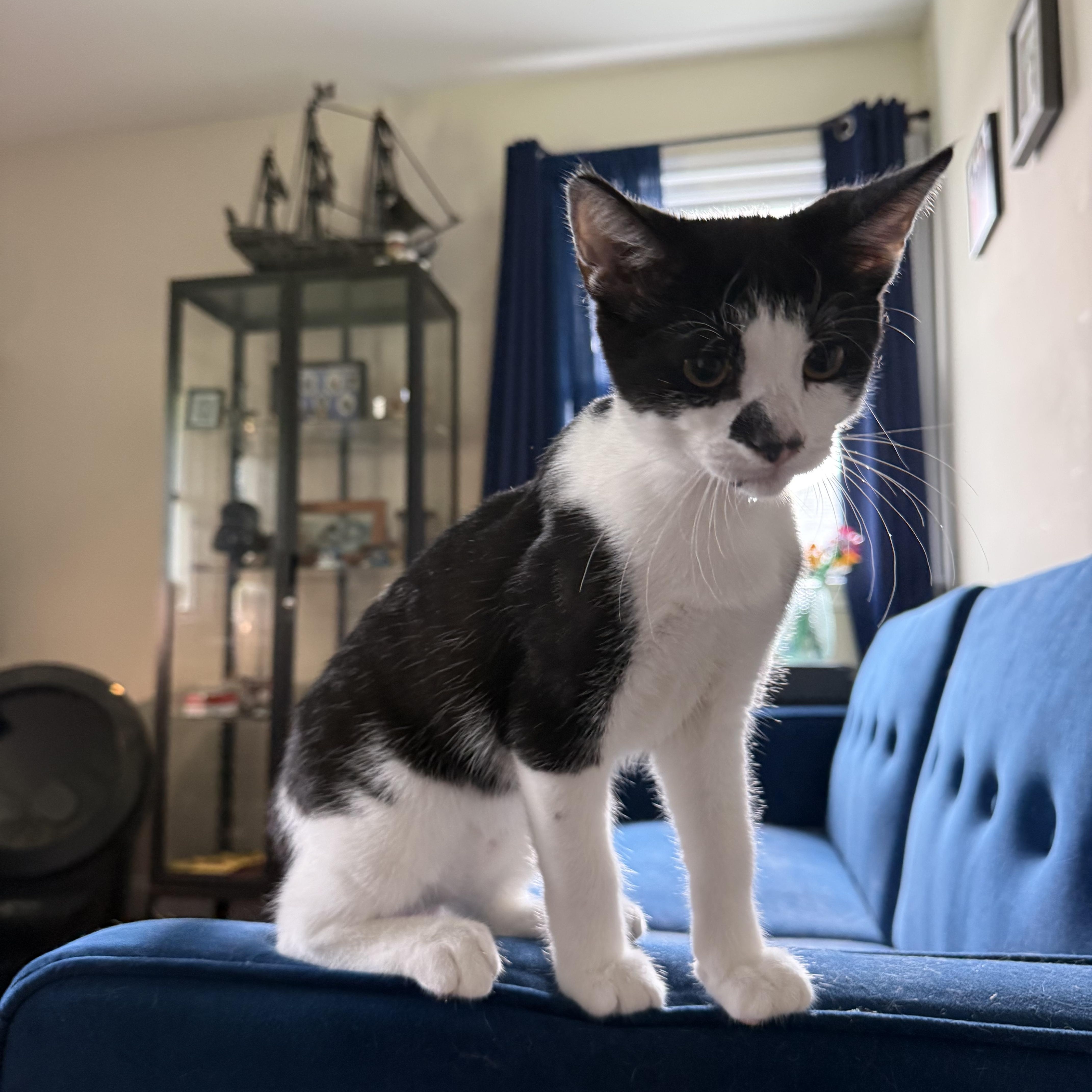 Enlarge Tillie & Tyde, a Adoptable Domestic Short Hair in Beltsville, MD image 3/6
