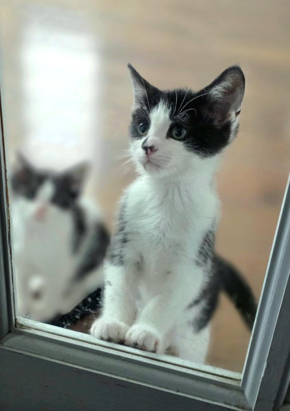 Tillie & Tyde, a ADOPTABLE Domestic Short Hair in Beltsville, MD image 6/6