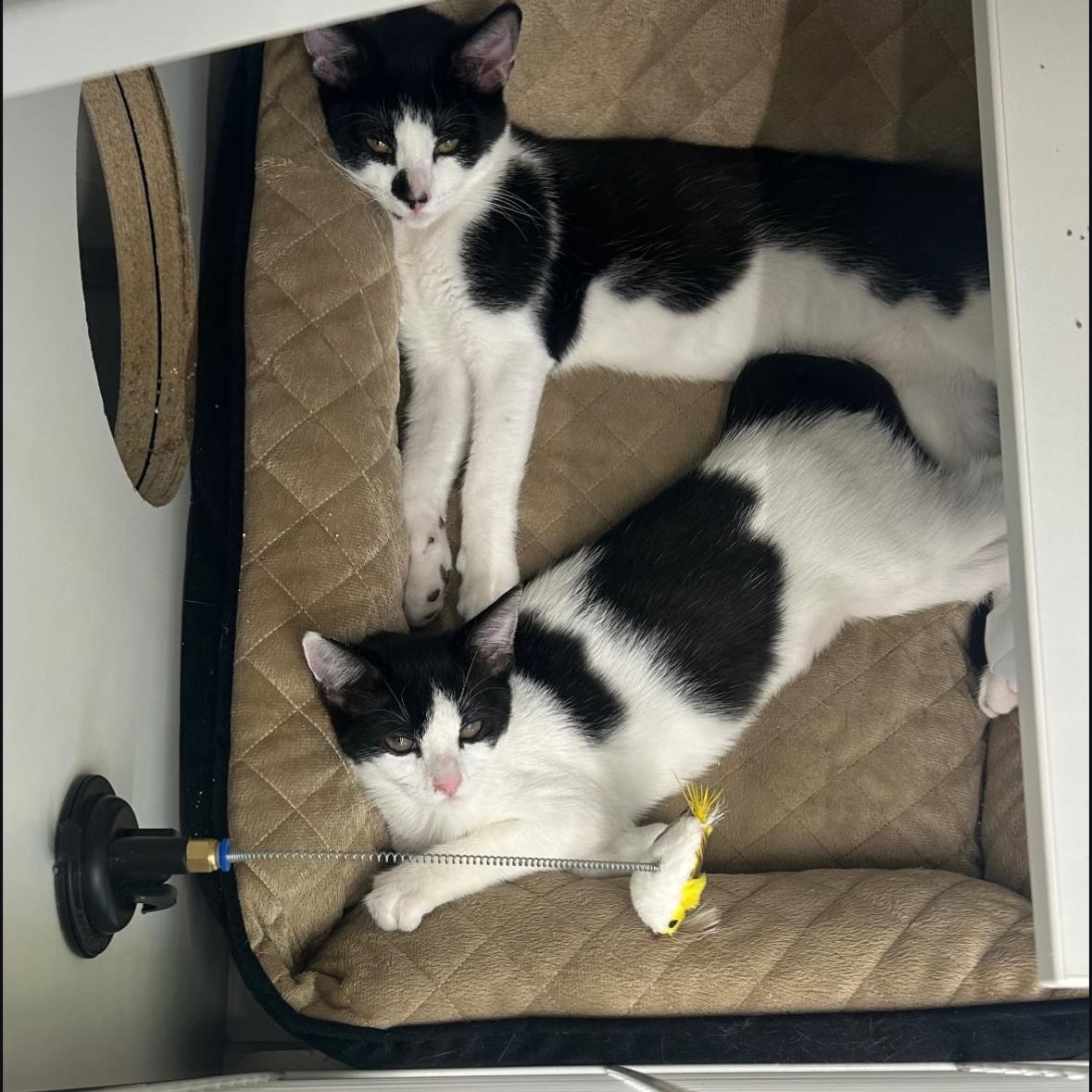 Enlarge Tillie & Tyde, a Adoptable Domestic Short Hair in Beltsville, MD image 1/6