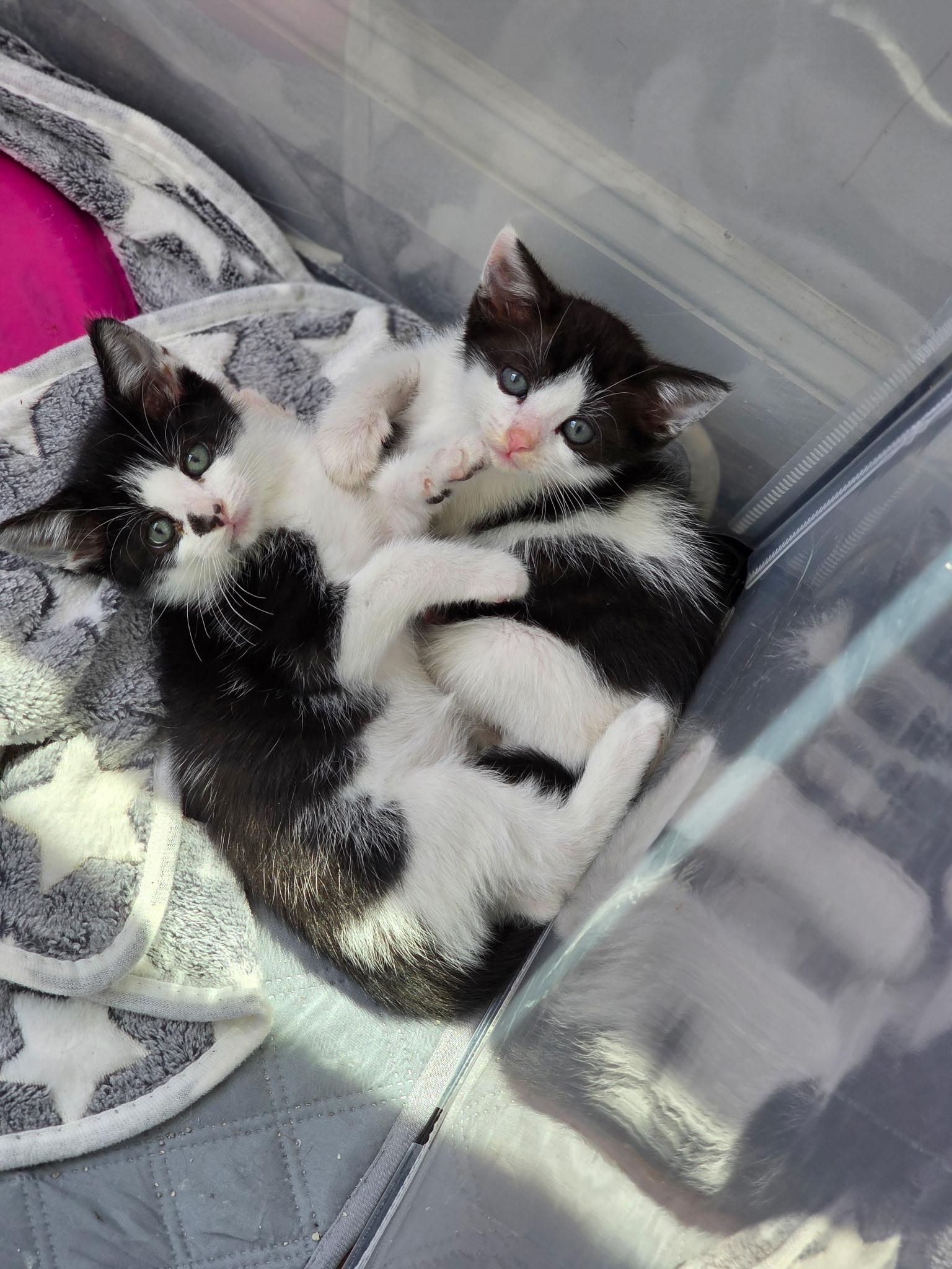 Tillie & Tyde, a ADOPTABLE Domestic Short Hair in Beltsville, MD image 3/6