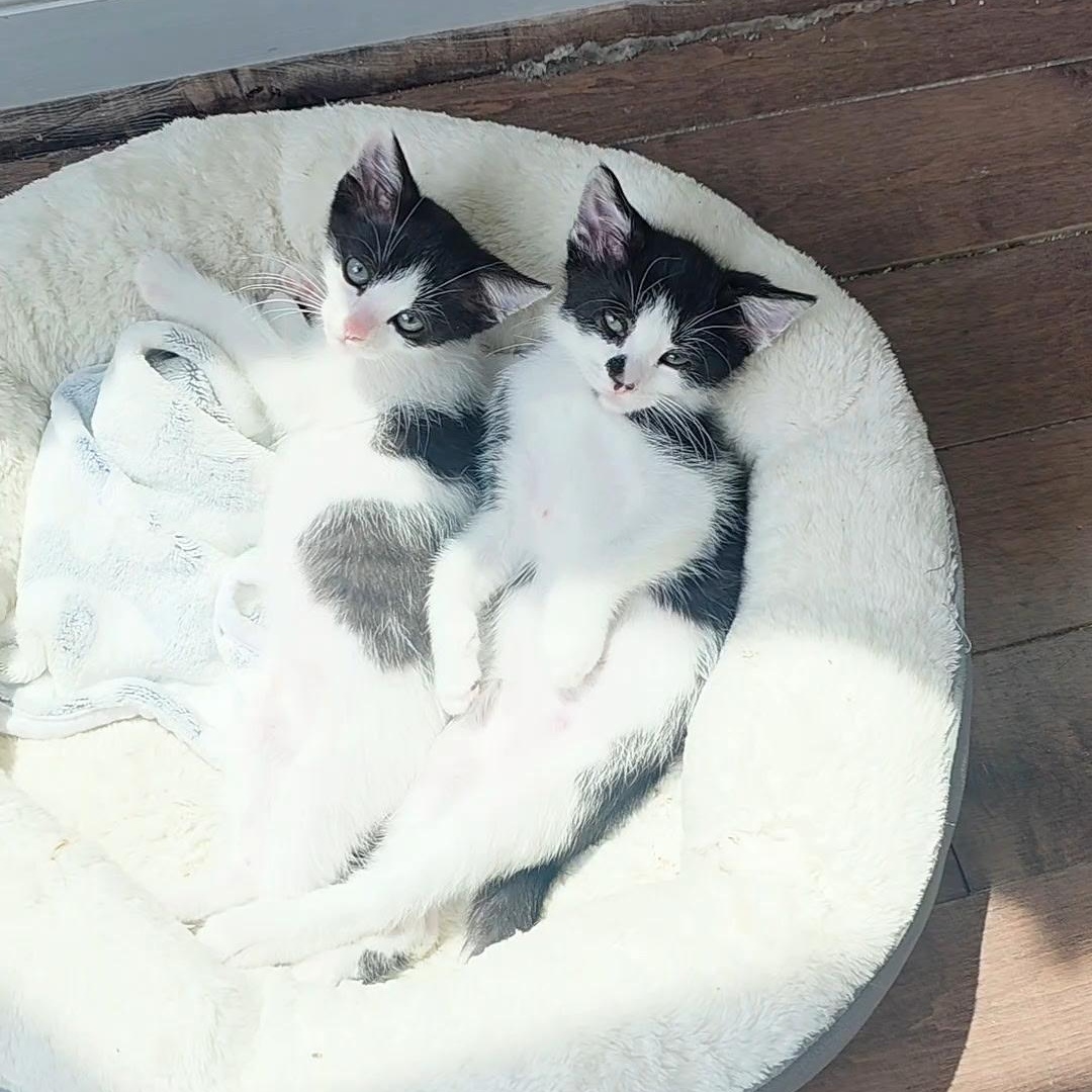 Tillie & Tyde, ADOPTABLE, Kitten Male Domestic Short Hair.