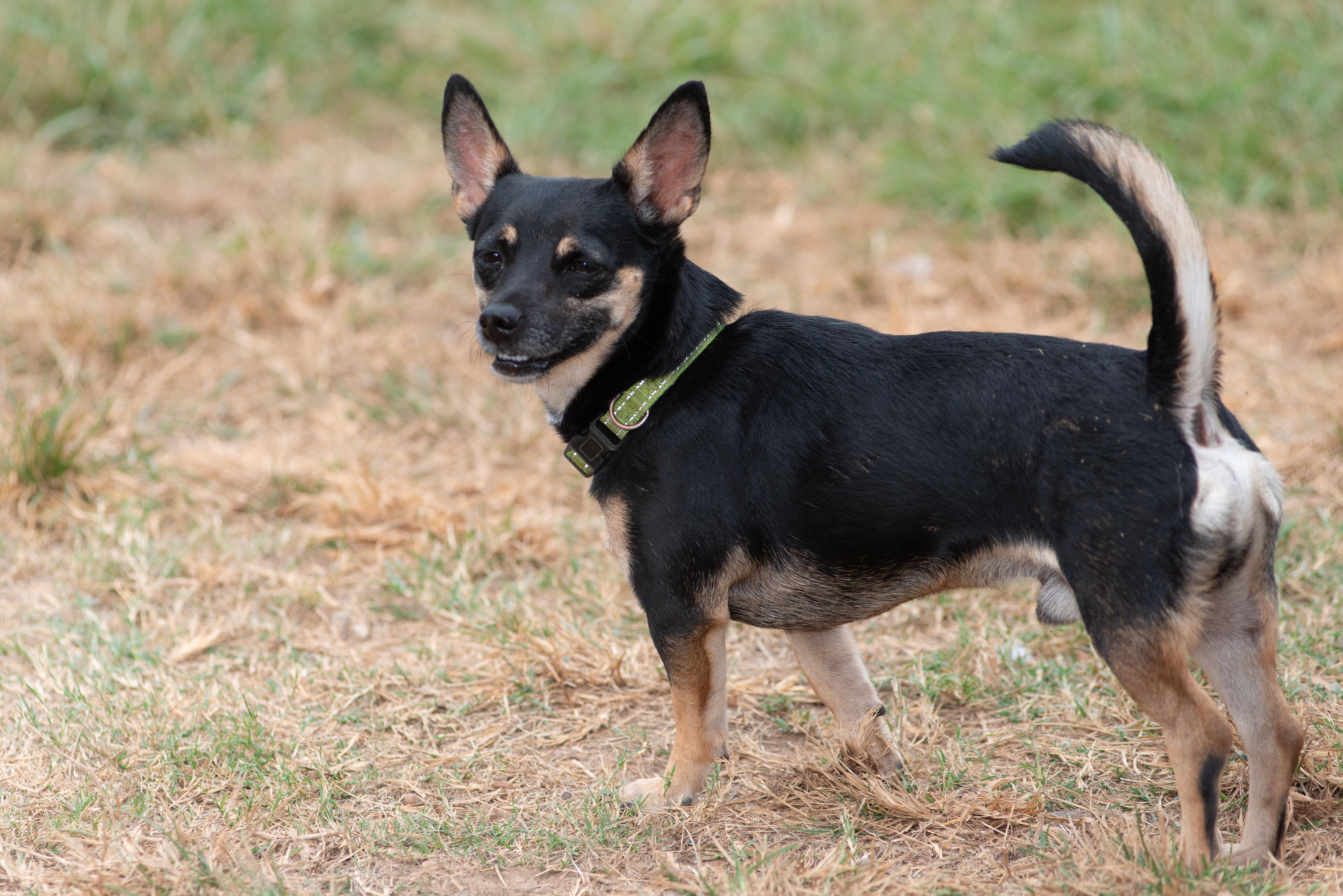 Paco (aka Taco Bell)