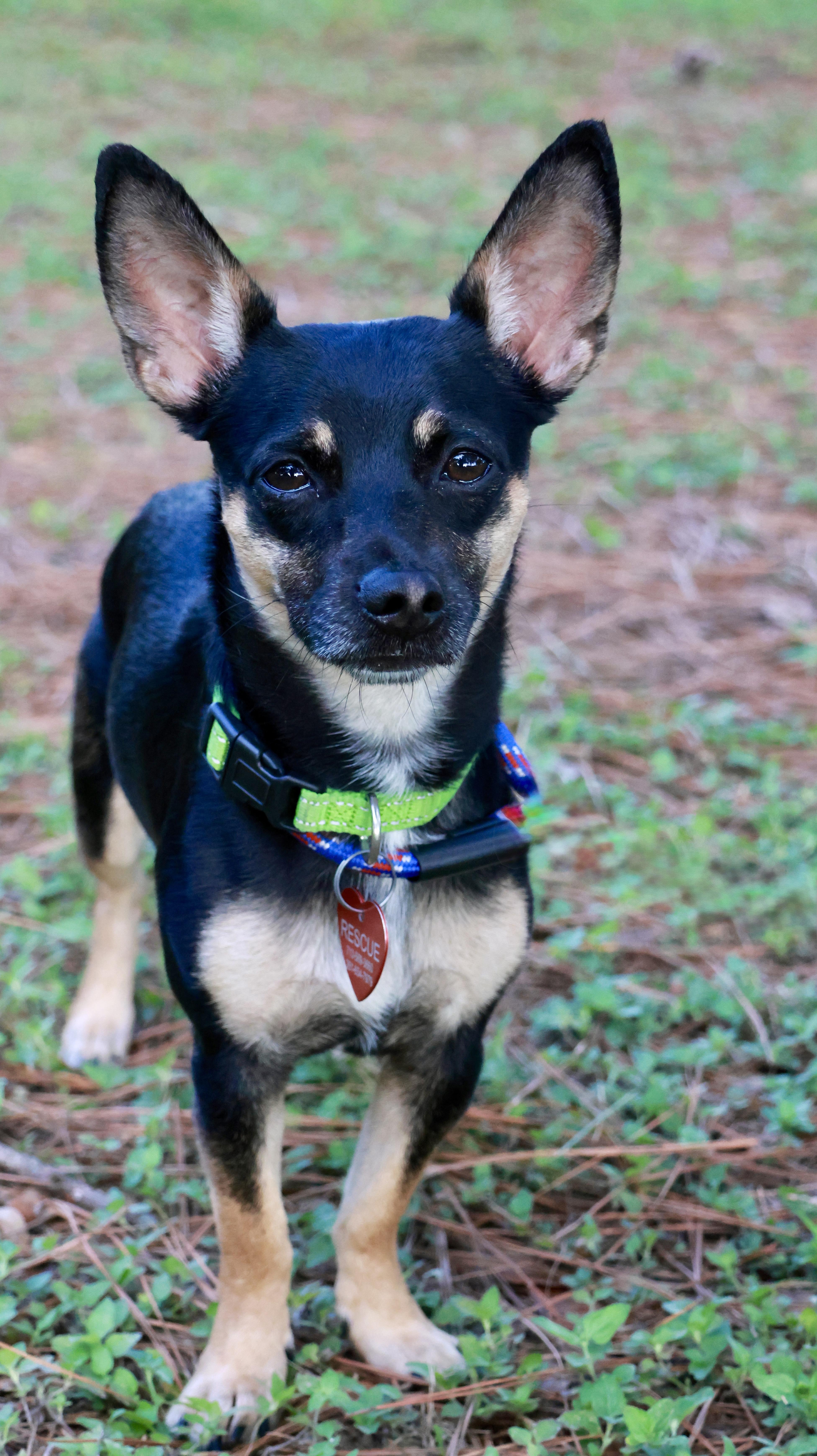 Paco (aka Taco Bell)