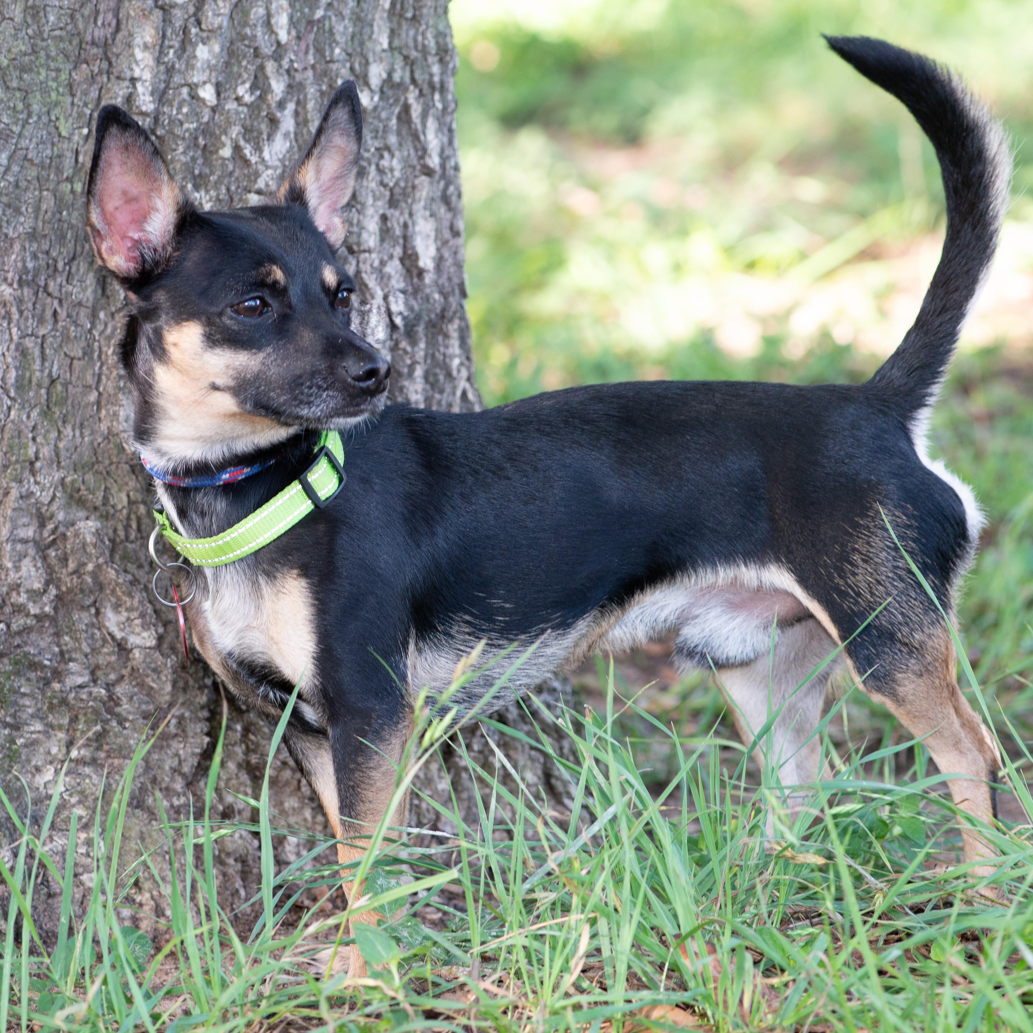 Paco (aka Taco Bell)