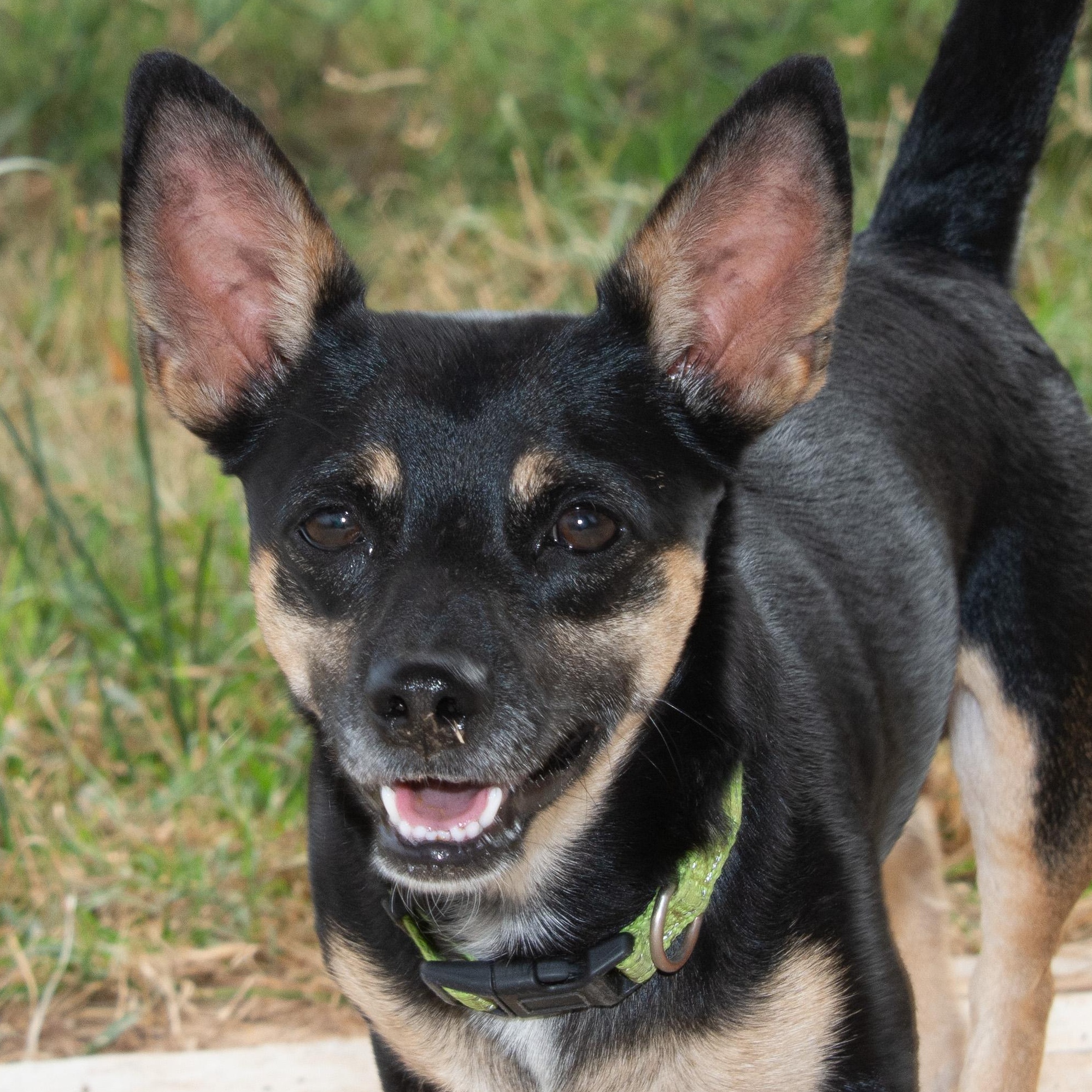 Paco (aka Taco Bell)