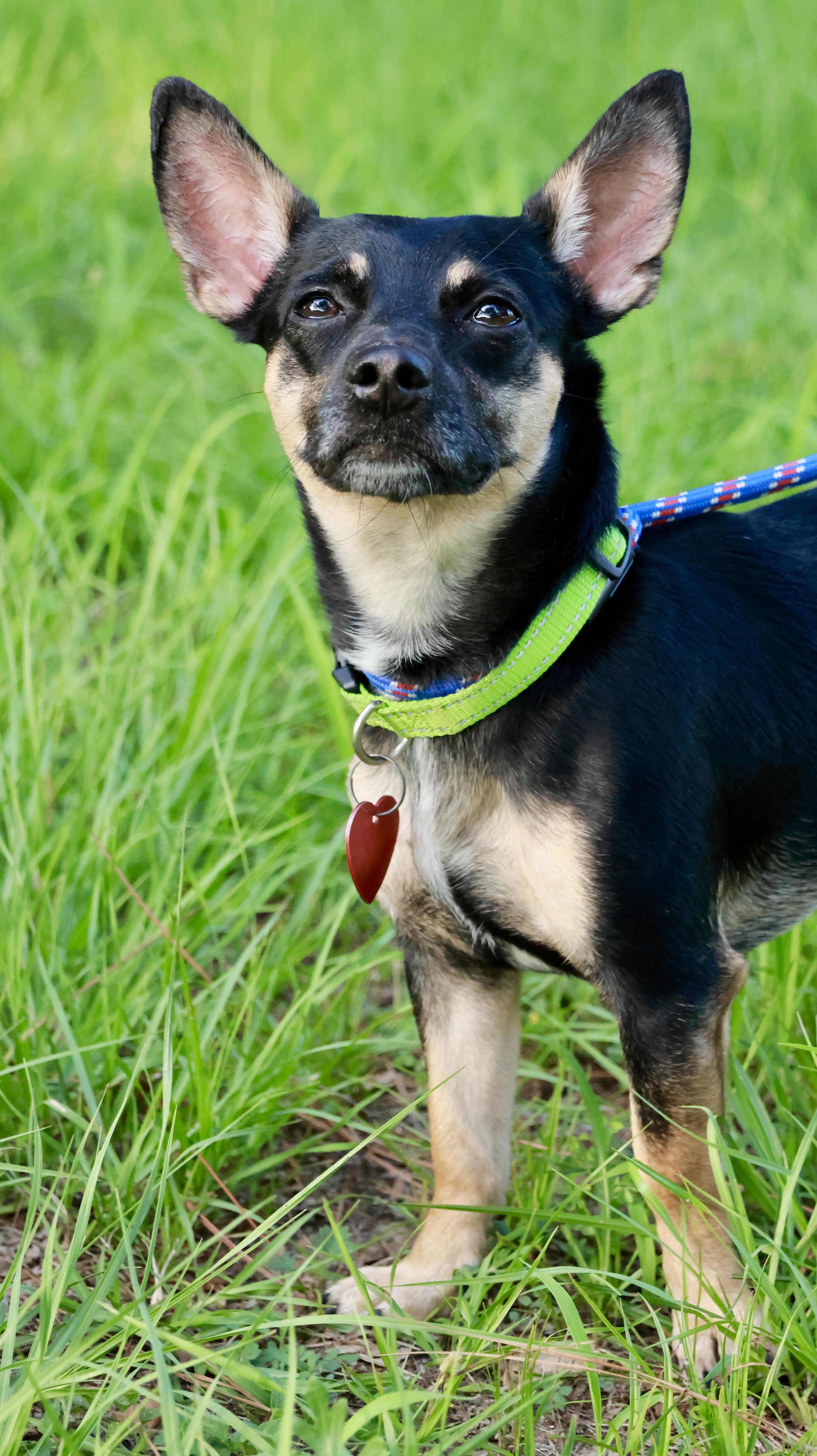 Paco (aka Taco Bell)