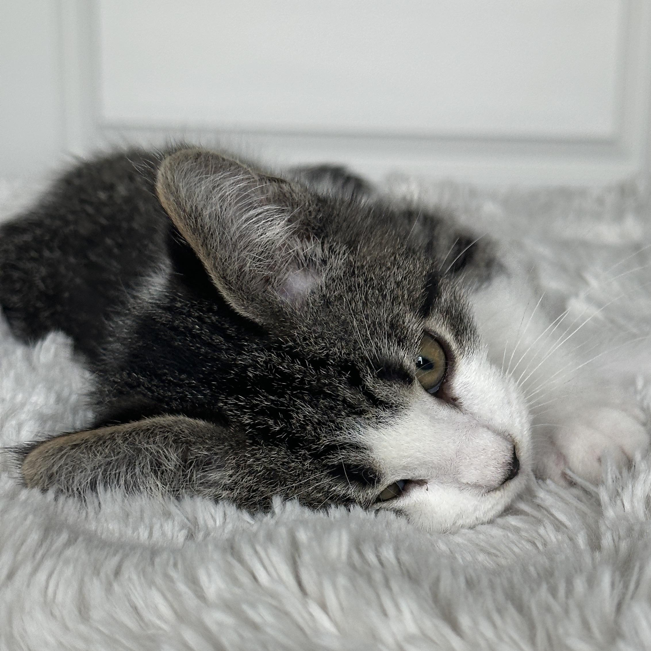 Enlarge Hamm, a ADOPTABLE Tabby in Pasco, WA image 4/6