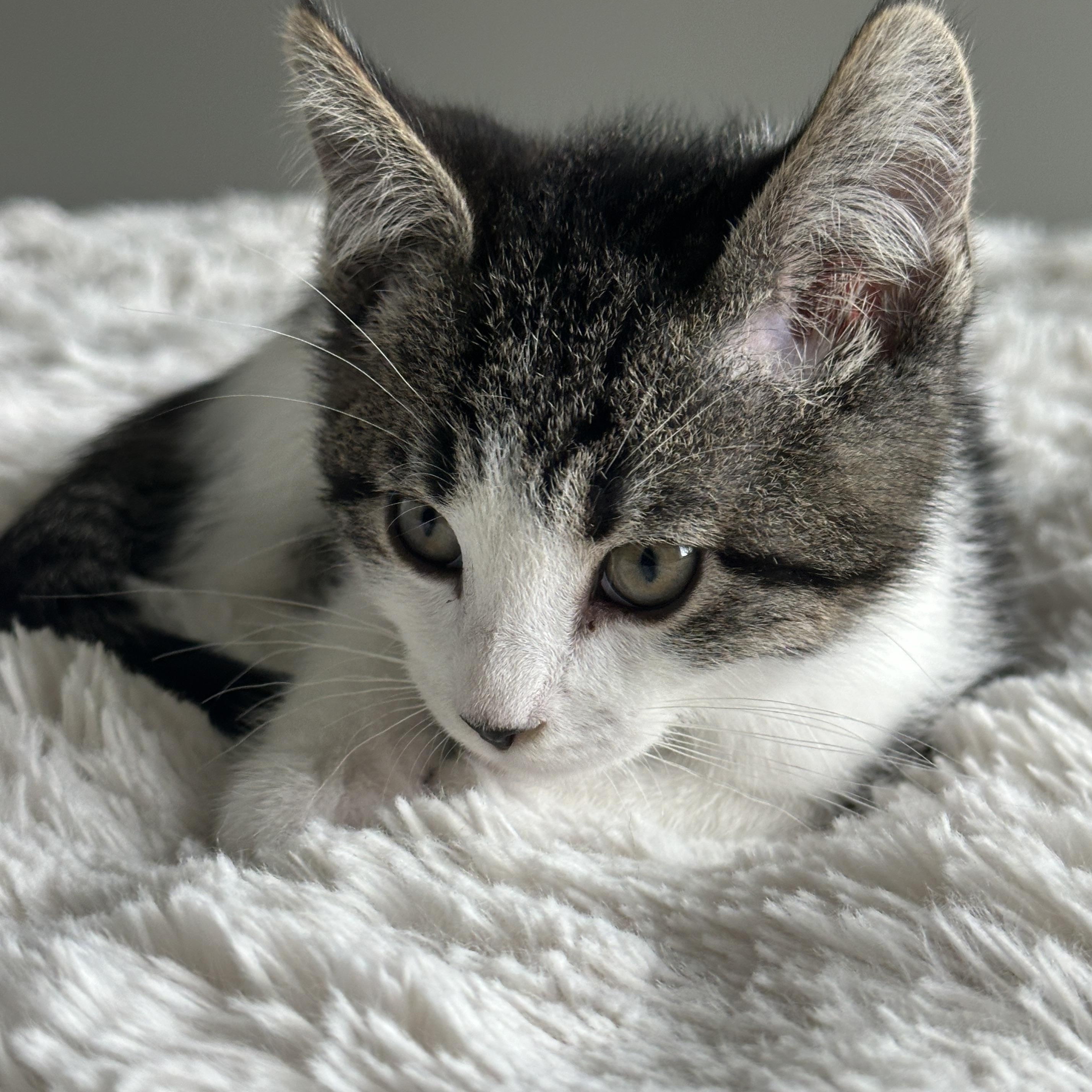 Enlarge Hamm, a ADOPTABLE Tabby in Pasco, WA image 3/6