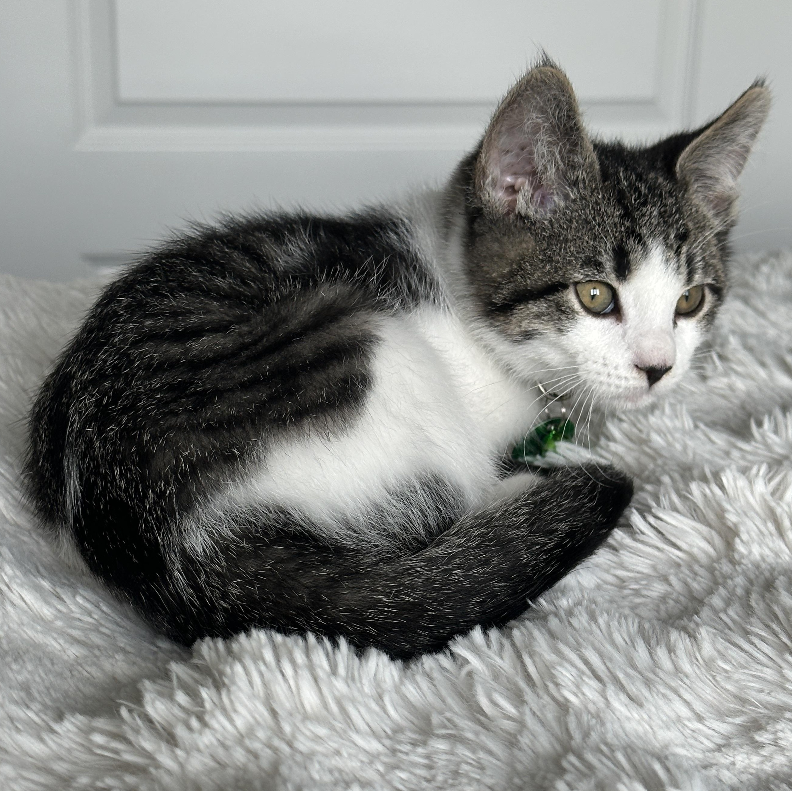 Enlarge Hamm, a ADOPTABLE Tabby in Pasco, WA image 2/6