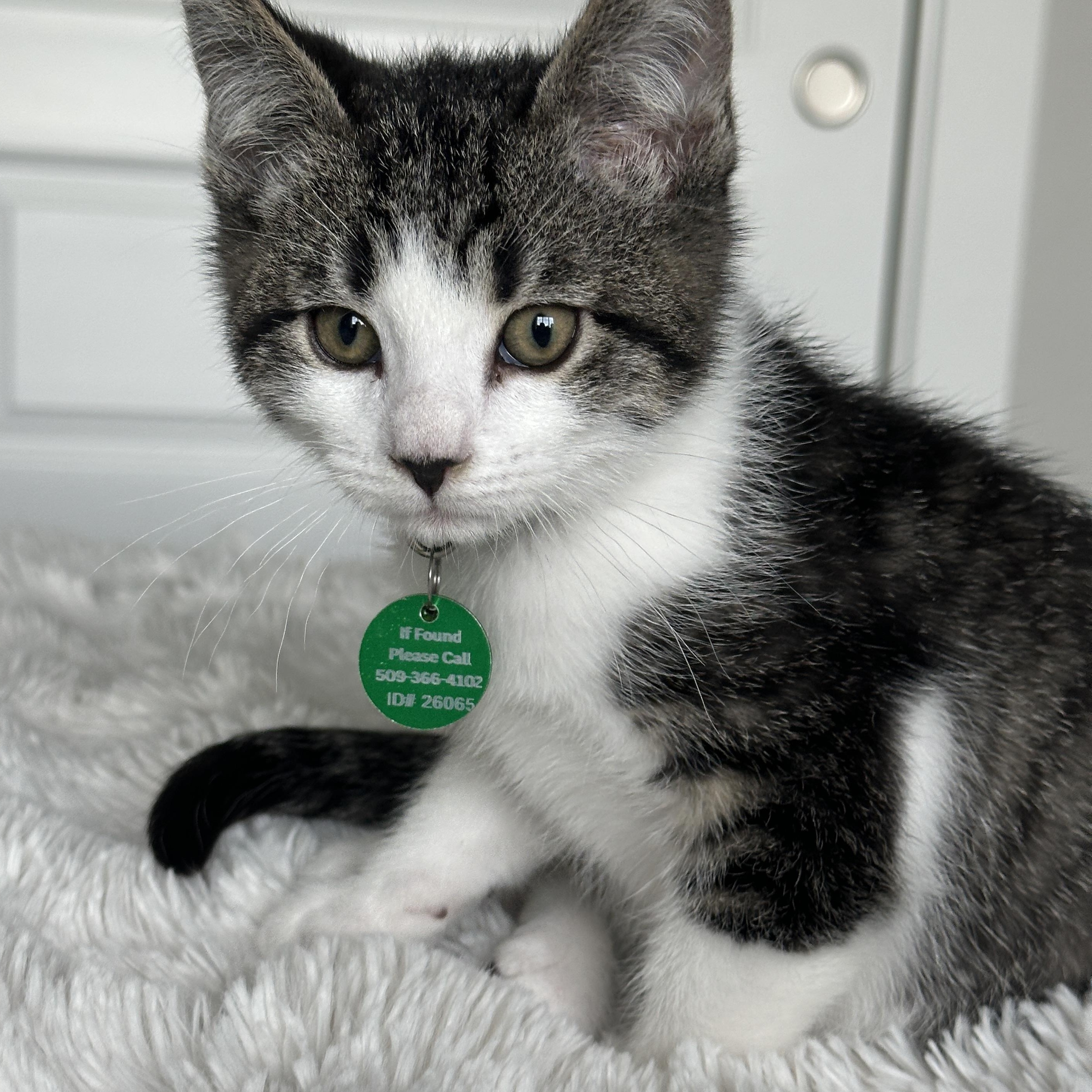 Hamm, ADOPTABLE, Kitten Male Tabby.